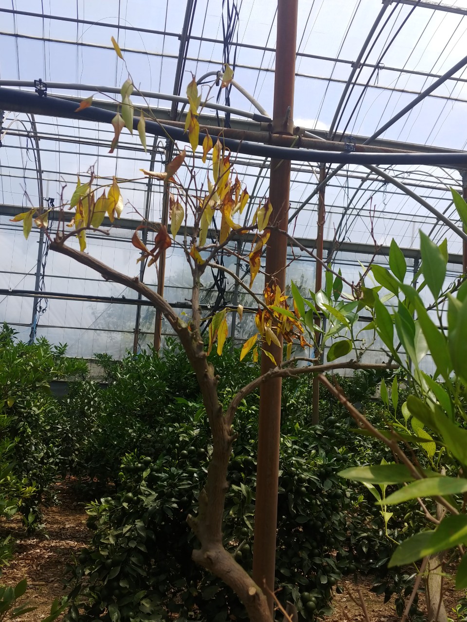 감귤 잎과 가지 시드는  원인 및 대책을 알고 싶습니다.