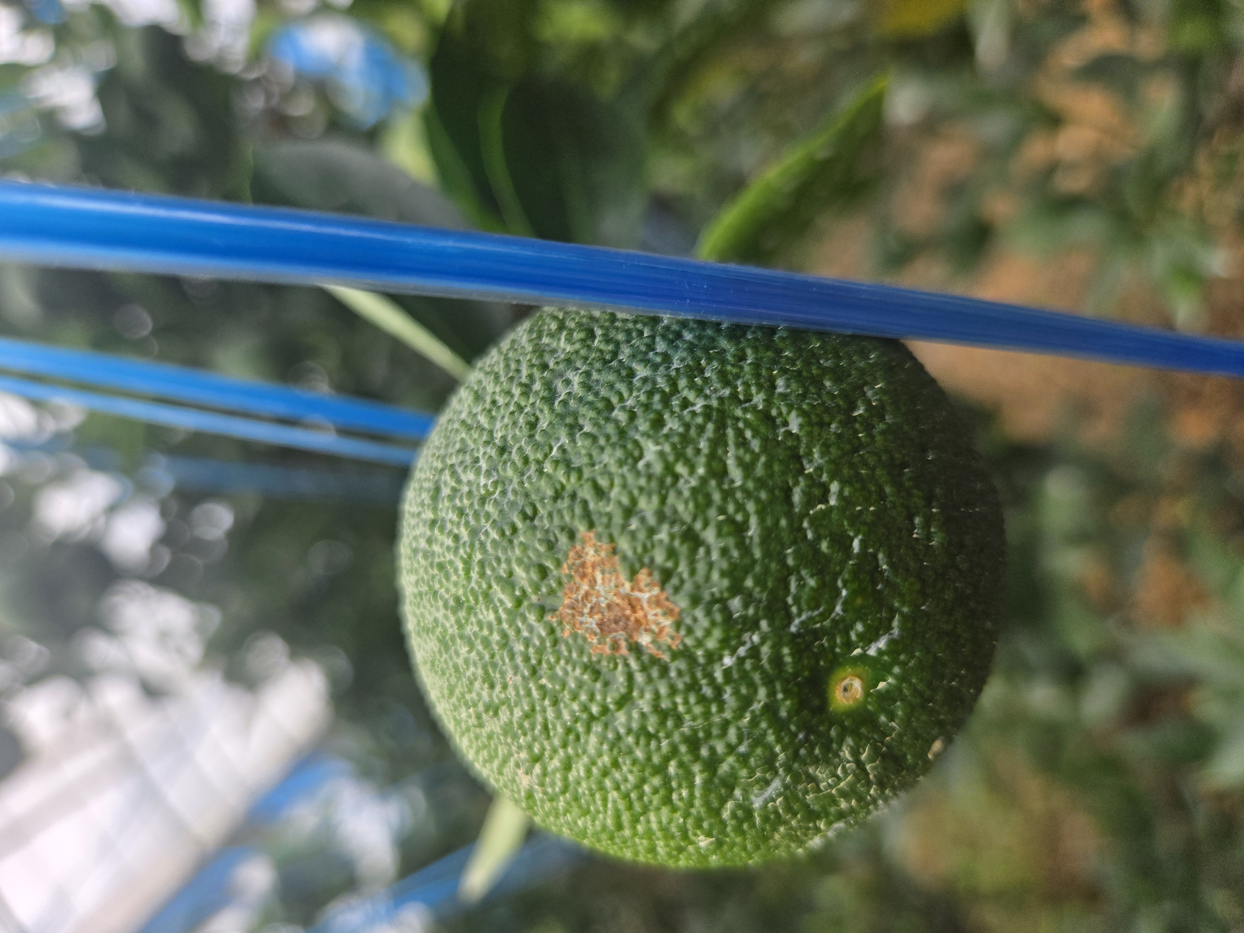 한라봉 열매 및 잎 문의