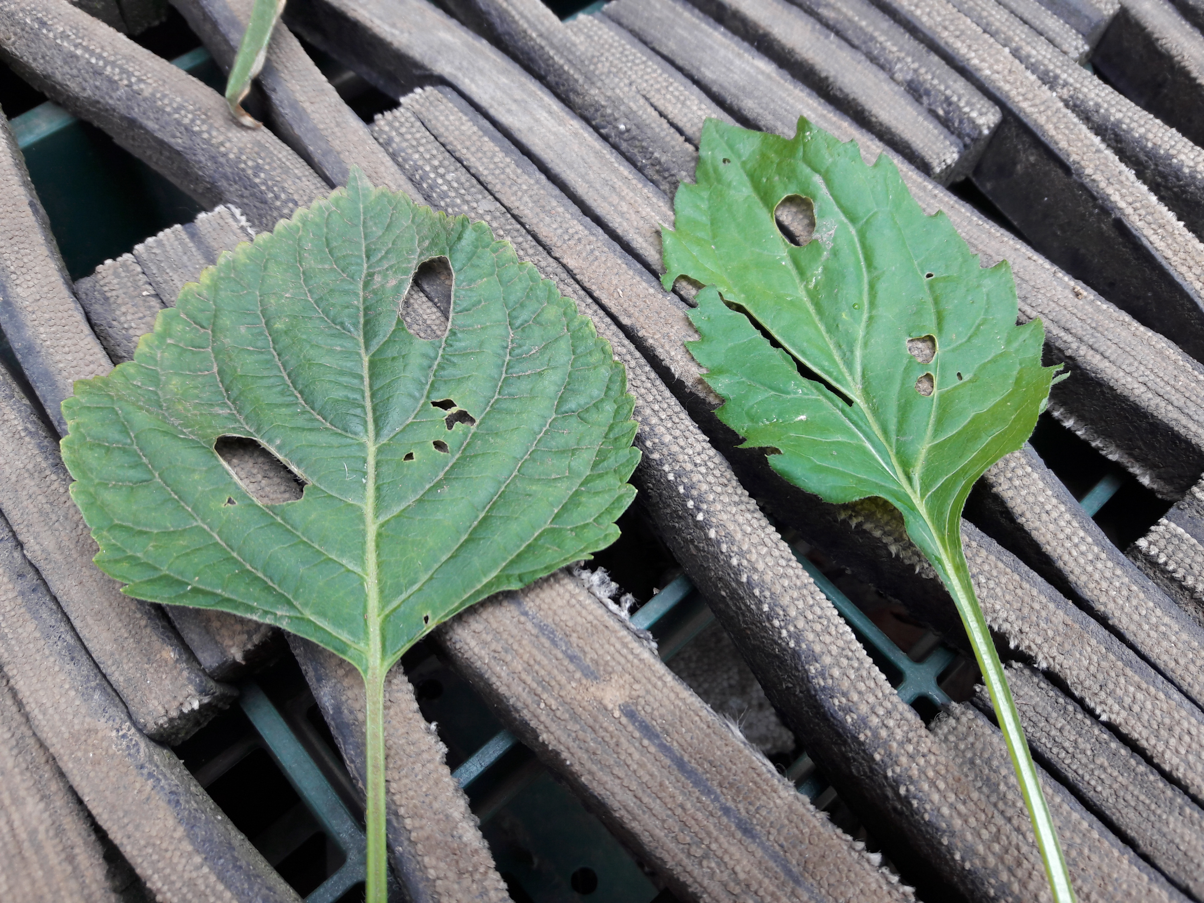 상추 병충해에 대하여