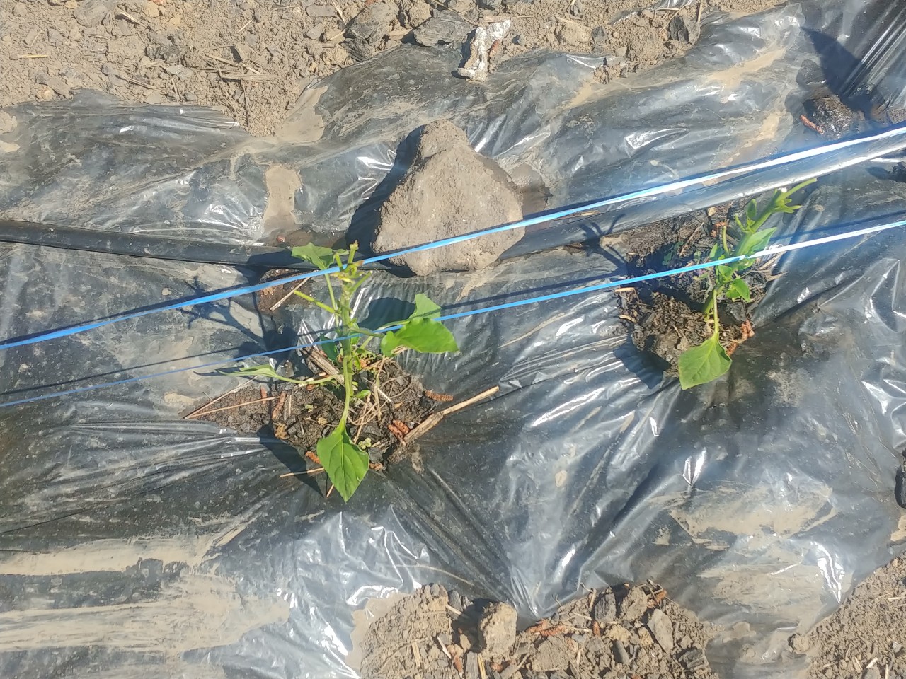 고추 병해충 질문입니다