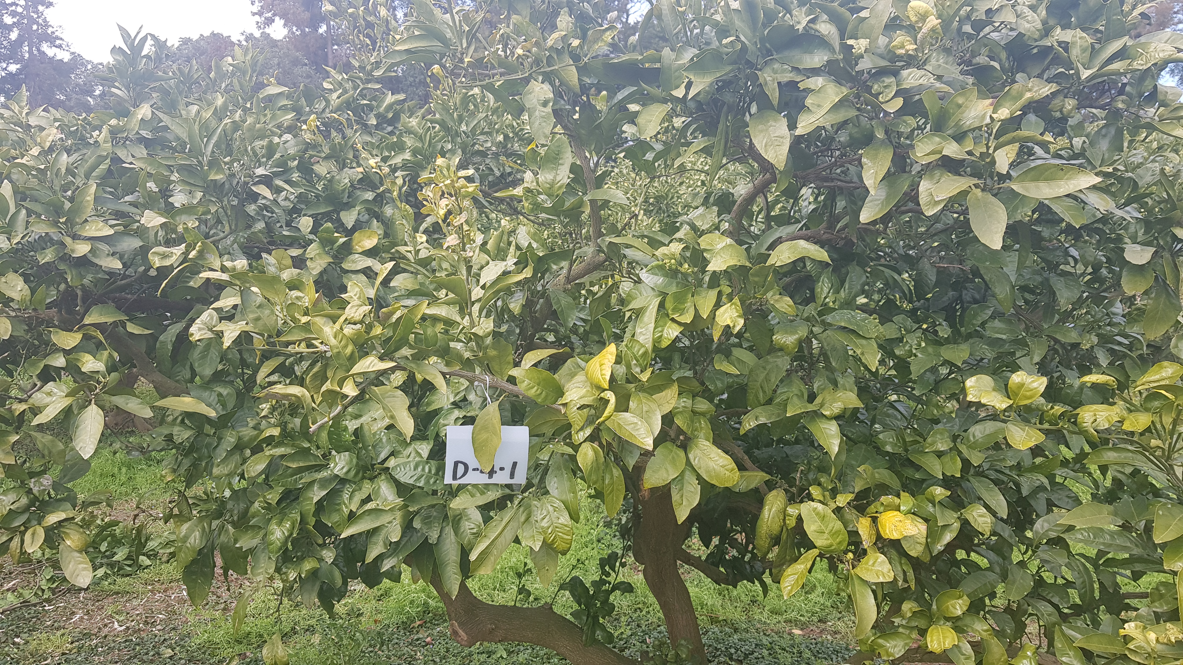 전정하다 본 작은 히끗히끗한 것이 무엇인지 알고 싶습니다.