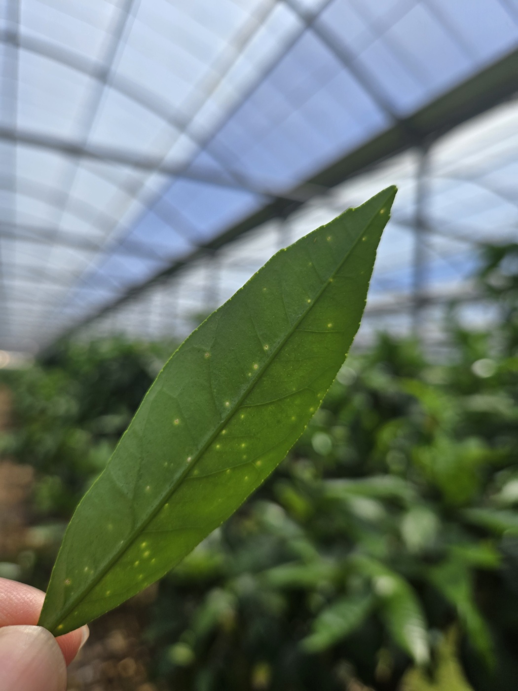 잎 증상 문의
