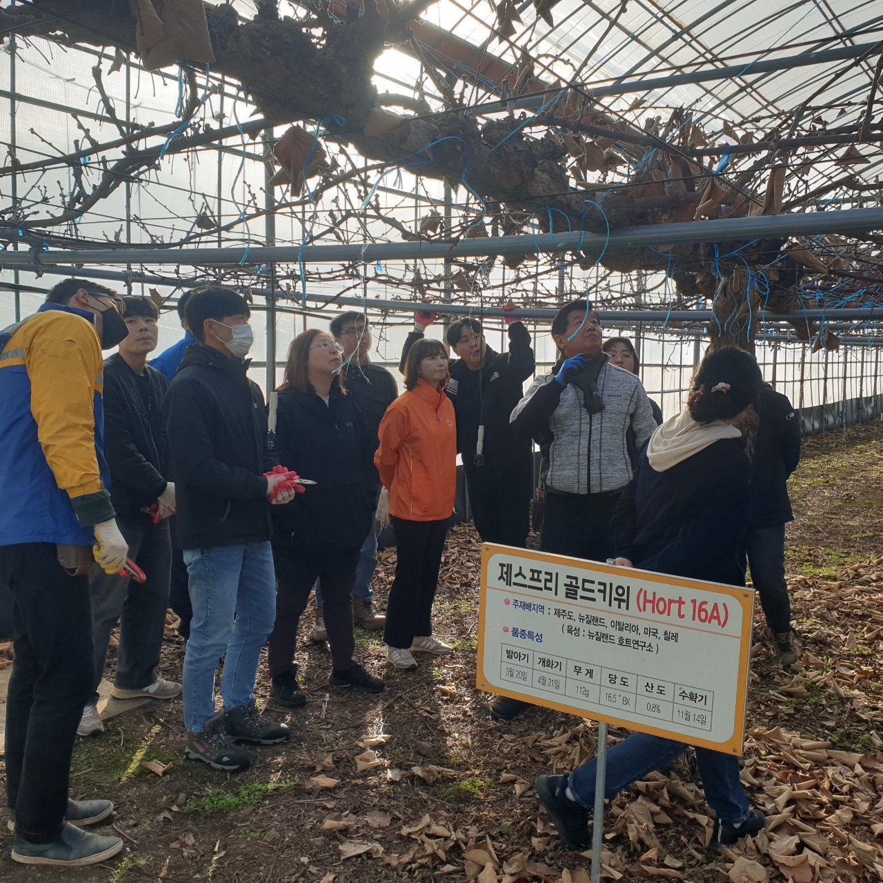 직원 자질 함량 키위 전정 교육