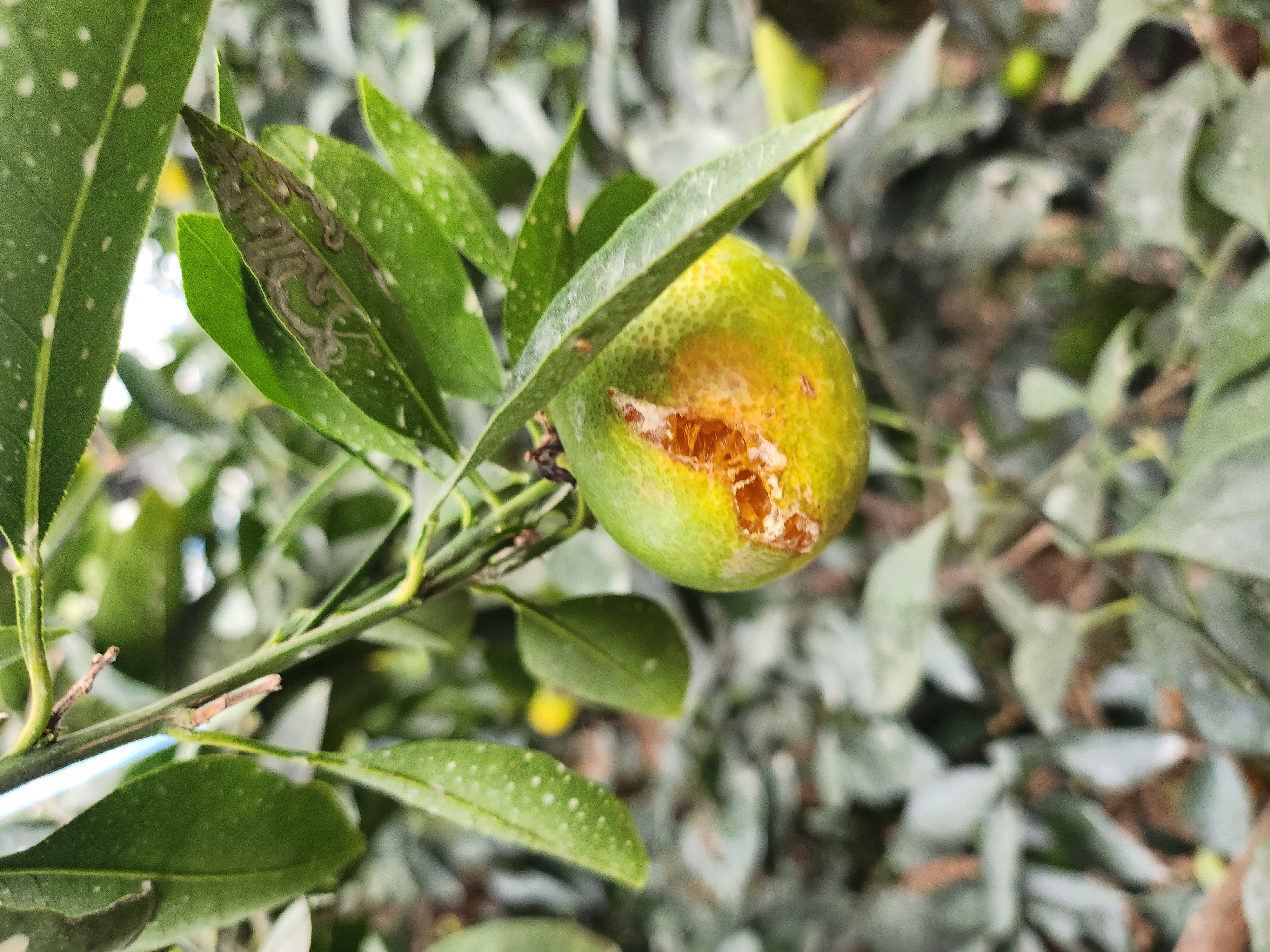 무슨 피해인지 궁금합니다