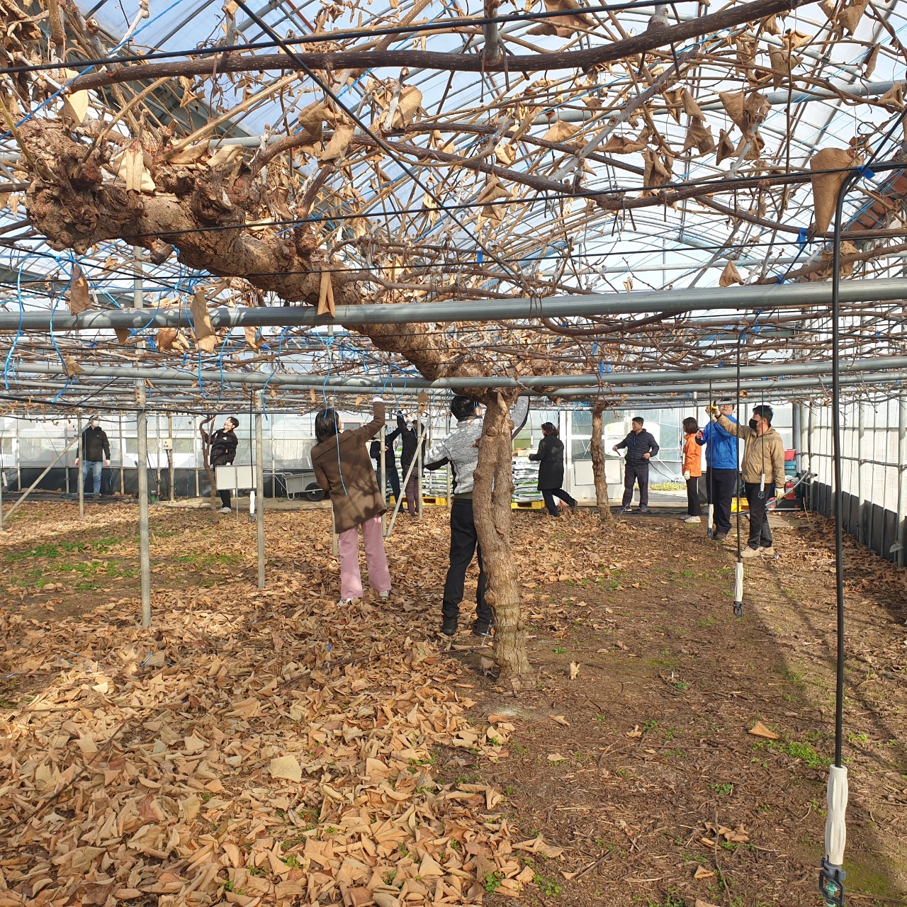 직원 자질 함량 키위 전정 교육