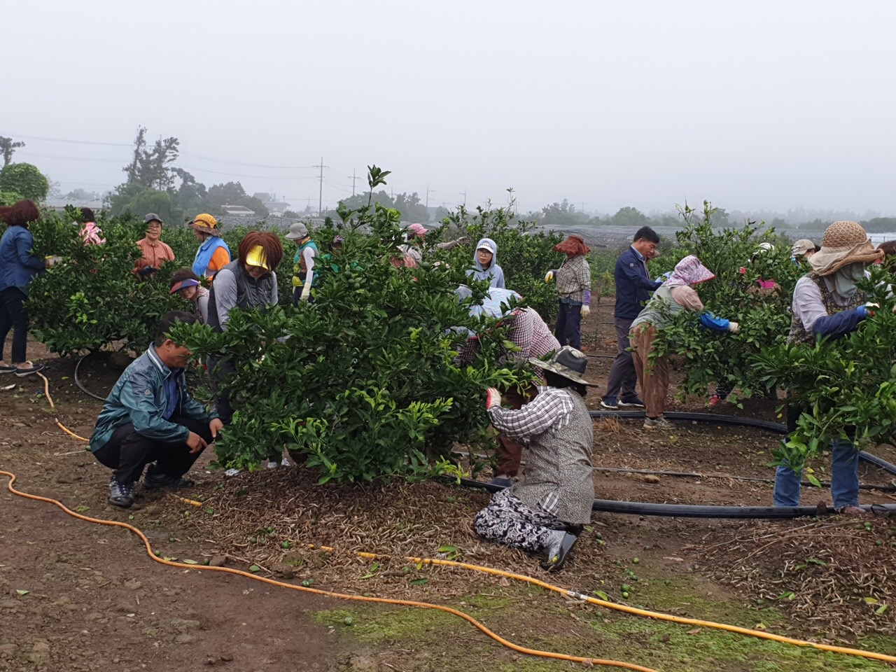 생활개선회 감귤열매솎기 봉사활동