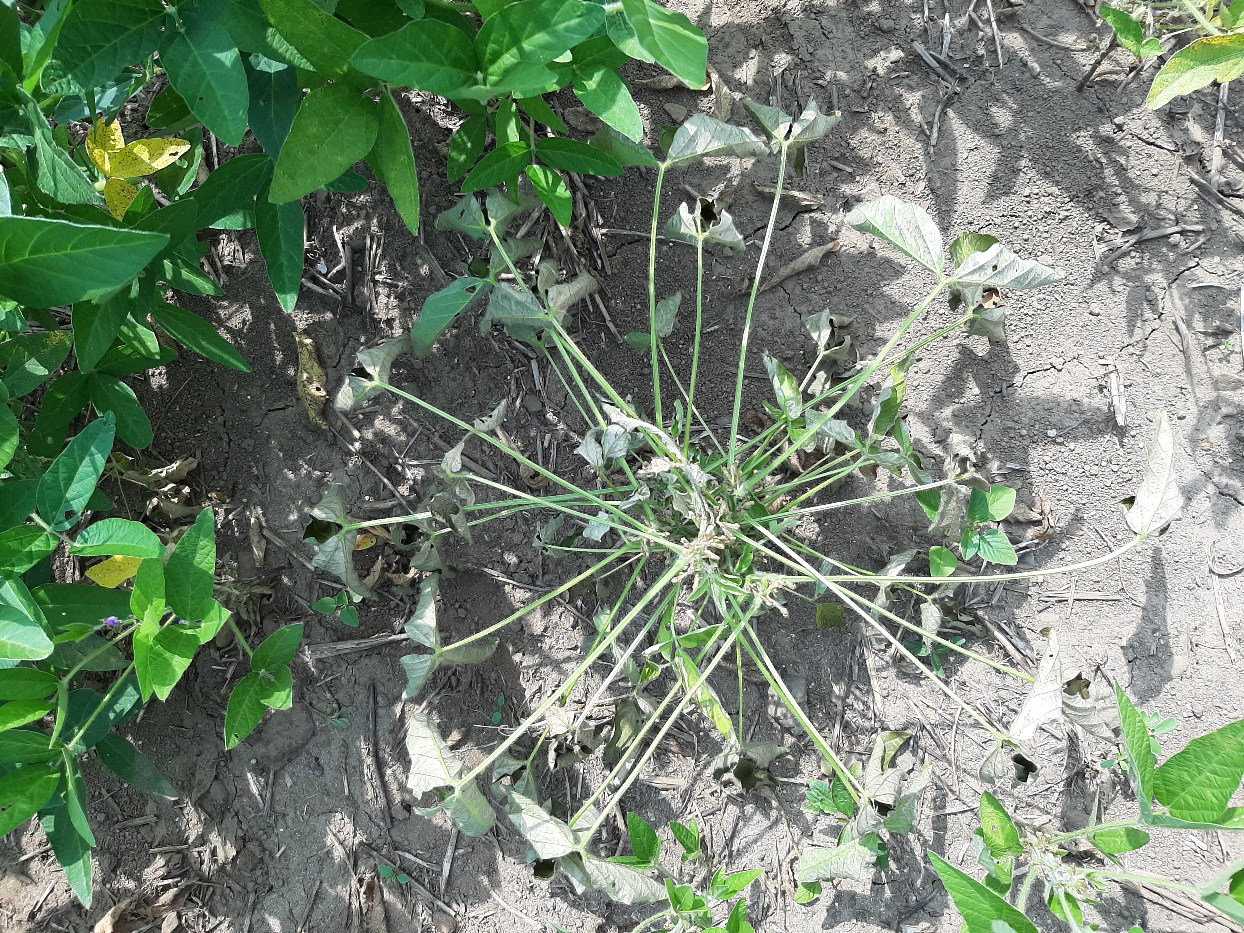 콩 병충해 진단 및 처방 요청