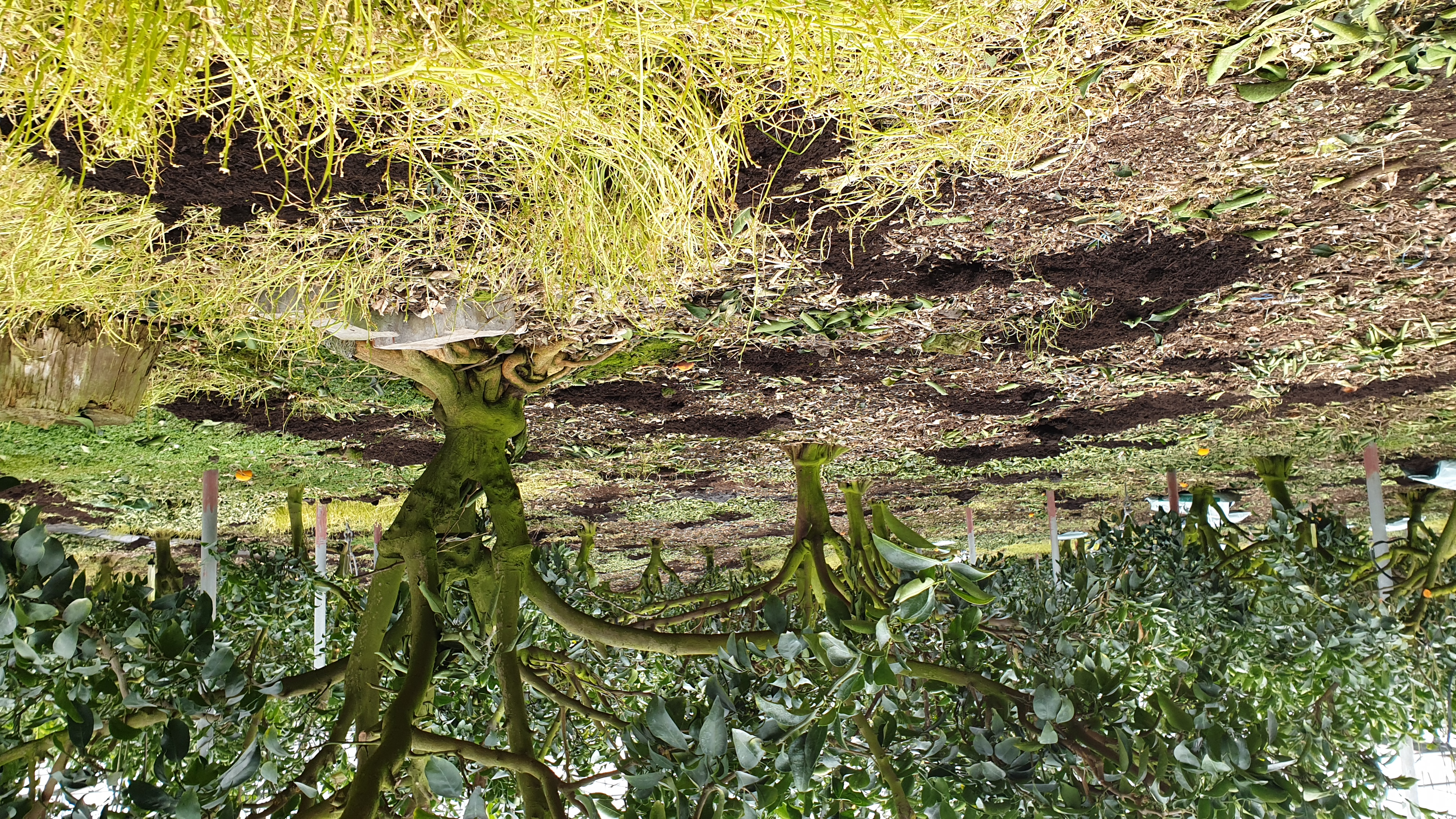 나무 이끼 제거 관련