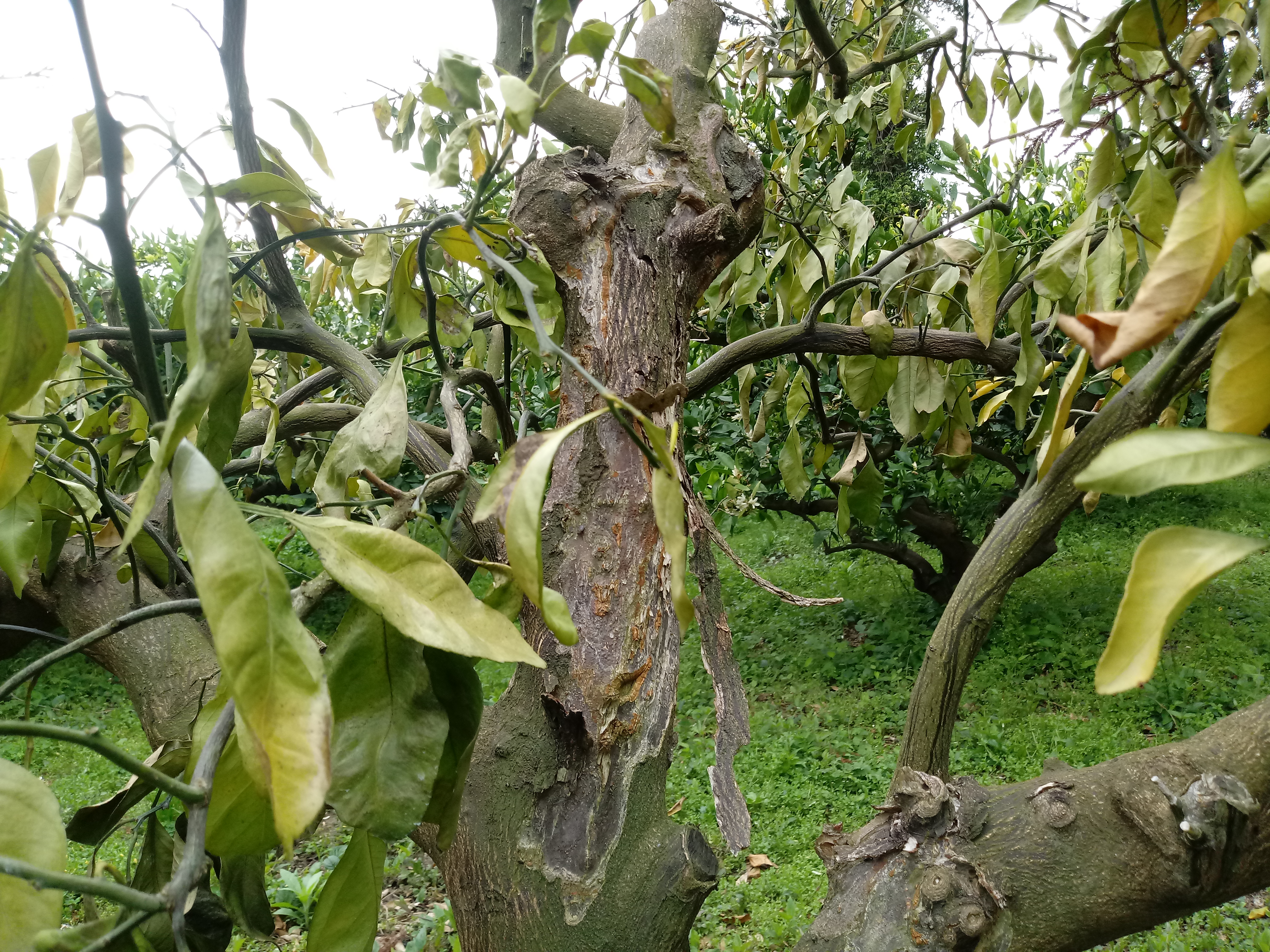 감귤나무가 죽어가요ㅠㅠ