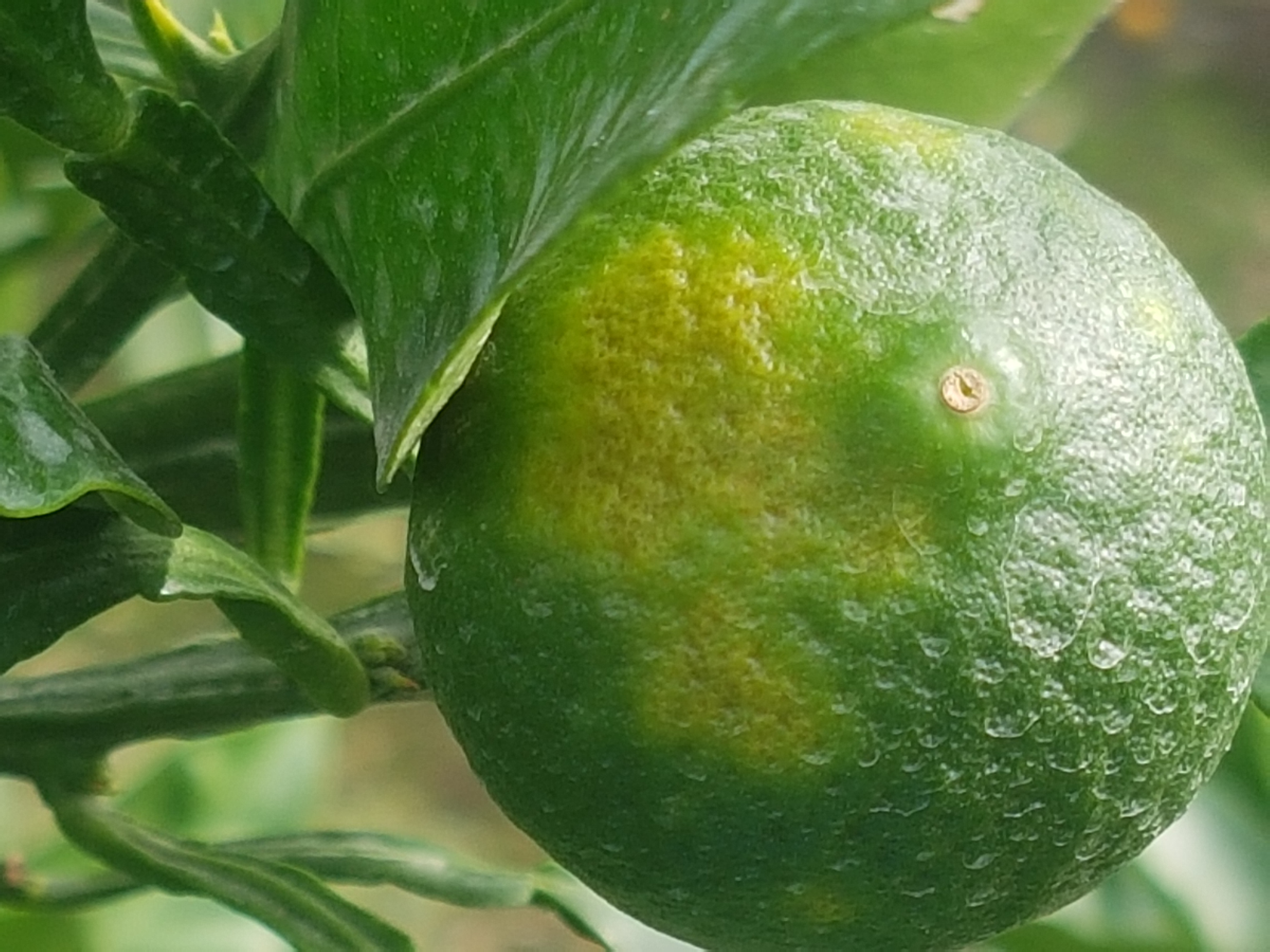 병해충 명밎 원인과 방제방법을 알려주세요(답변바랍니다)