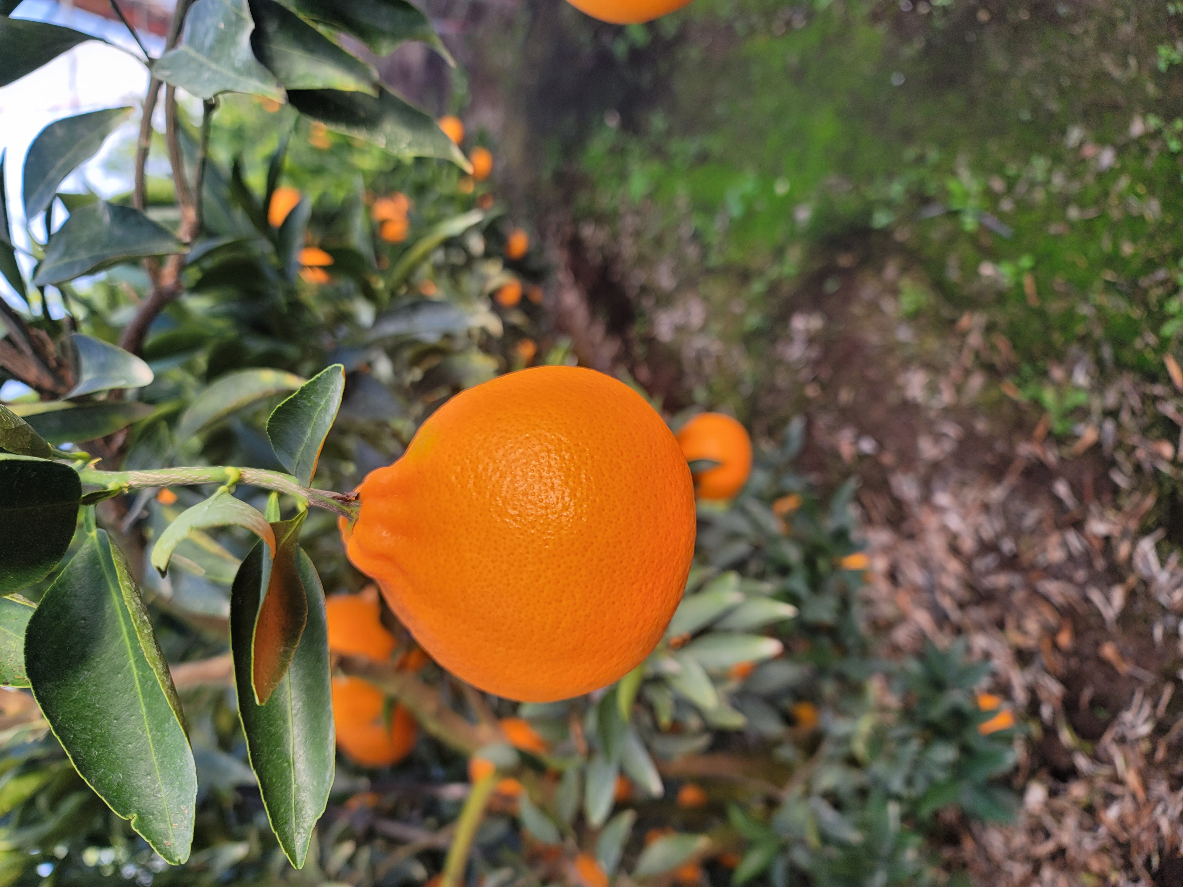 천혜향 과실모양