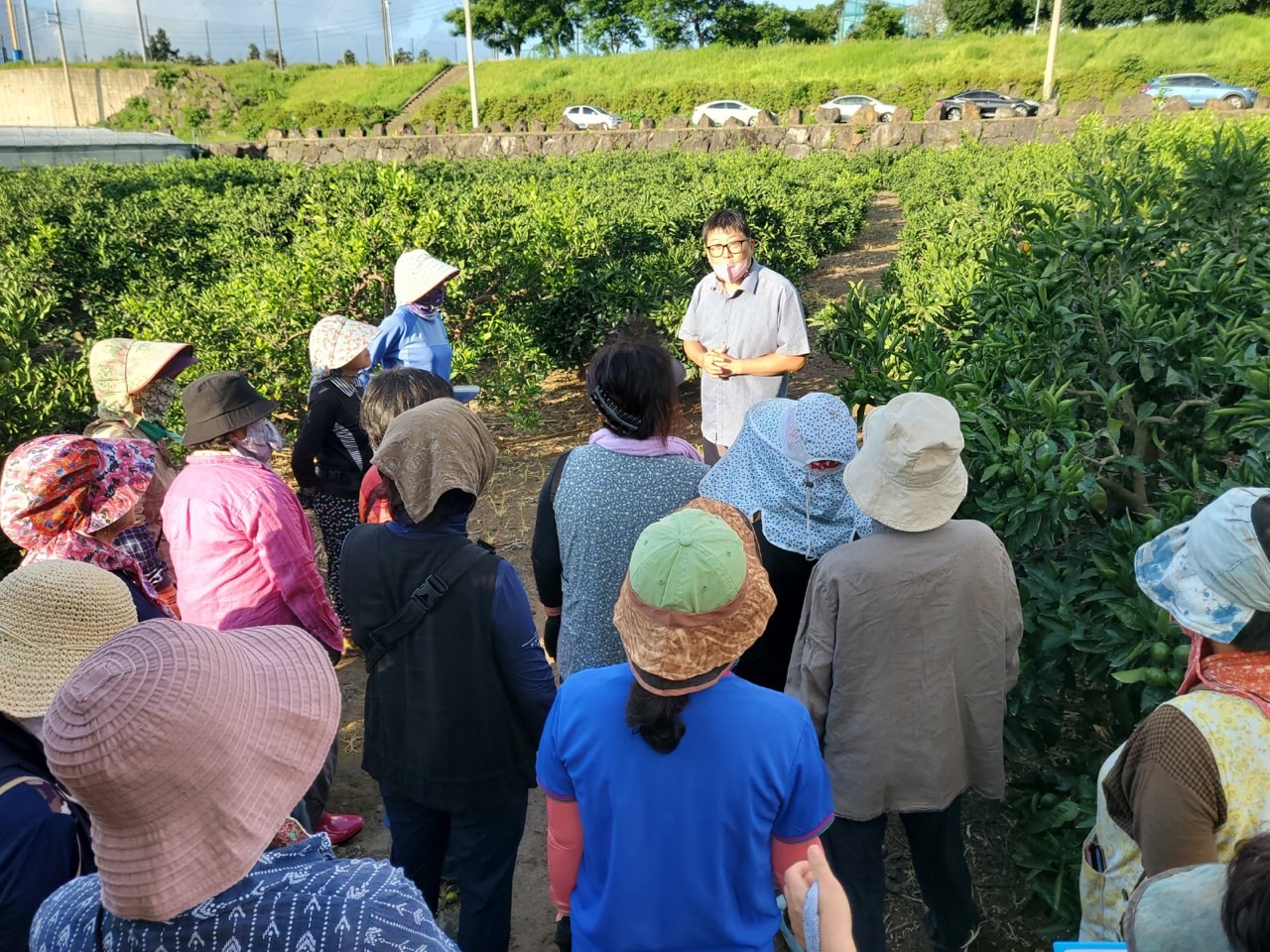   고품질감귤 안정생산을 위한 생활개선회원 열매솎기 수눌음 지도