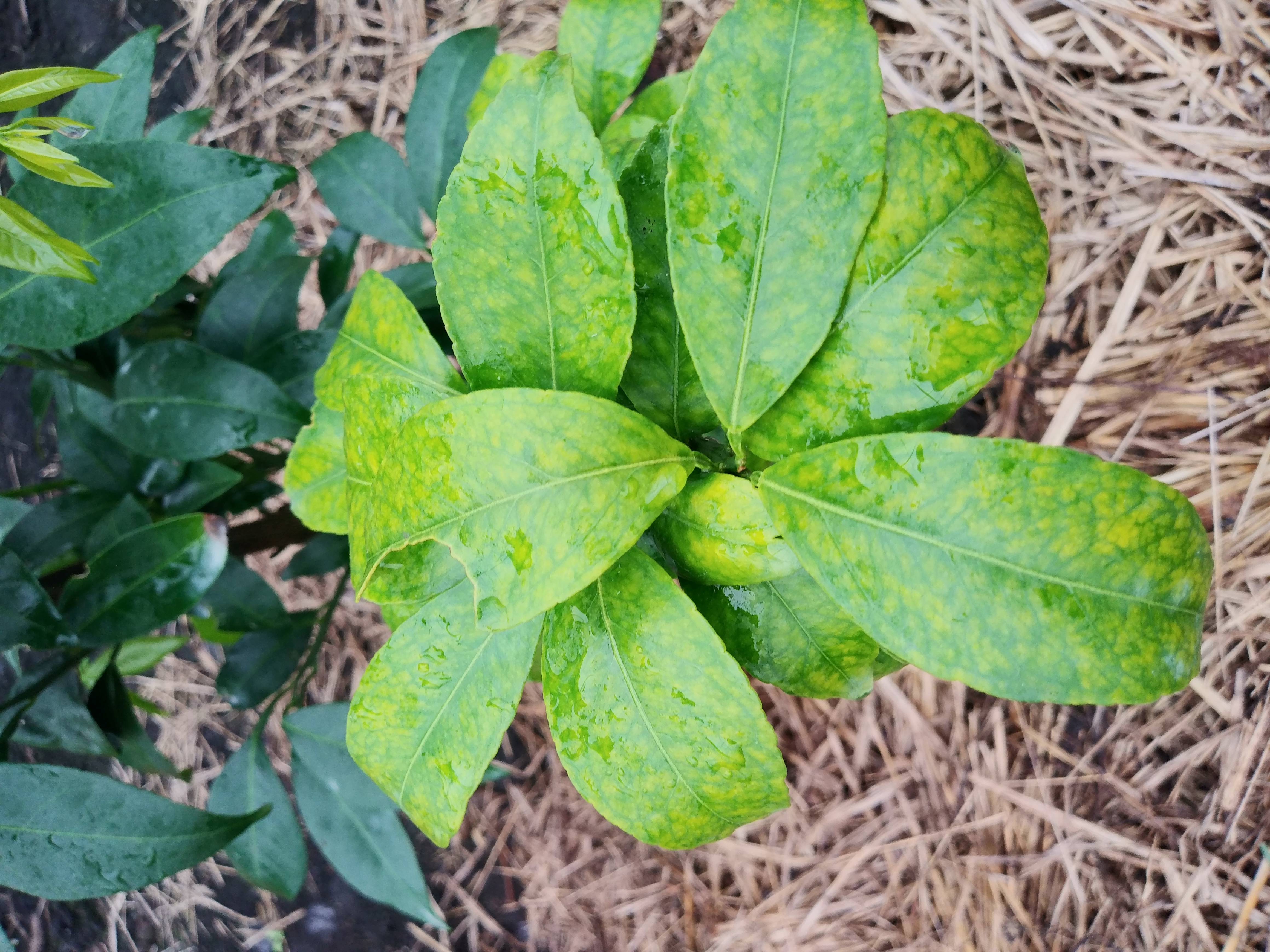 굴귤나방 피해문의드립니다.