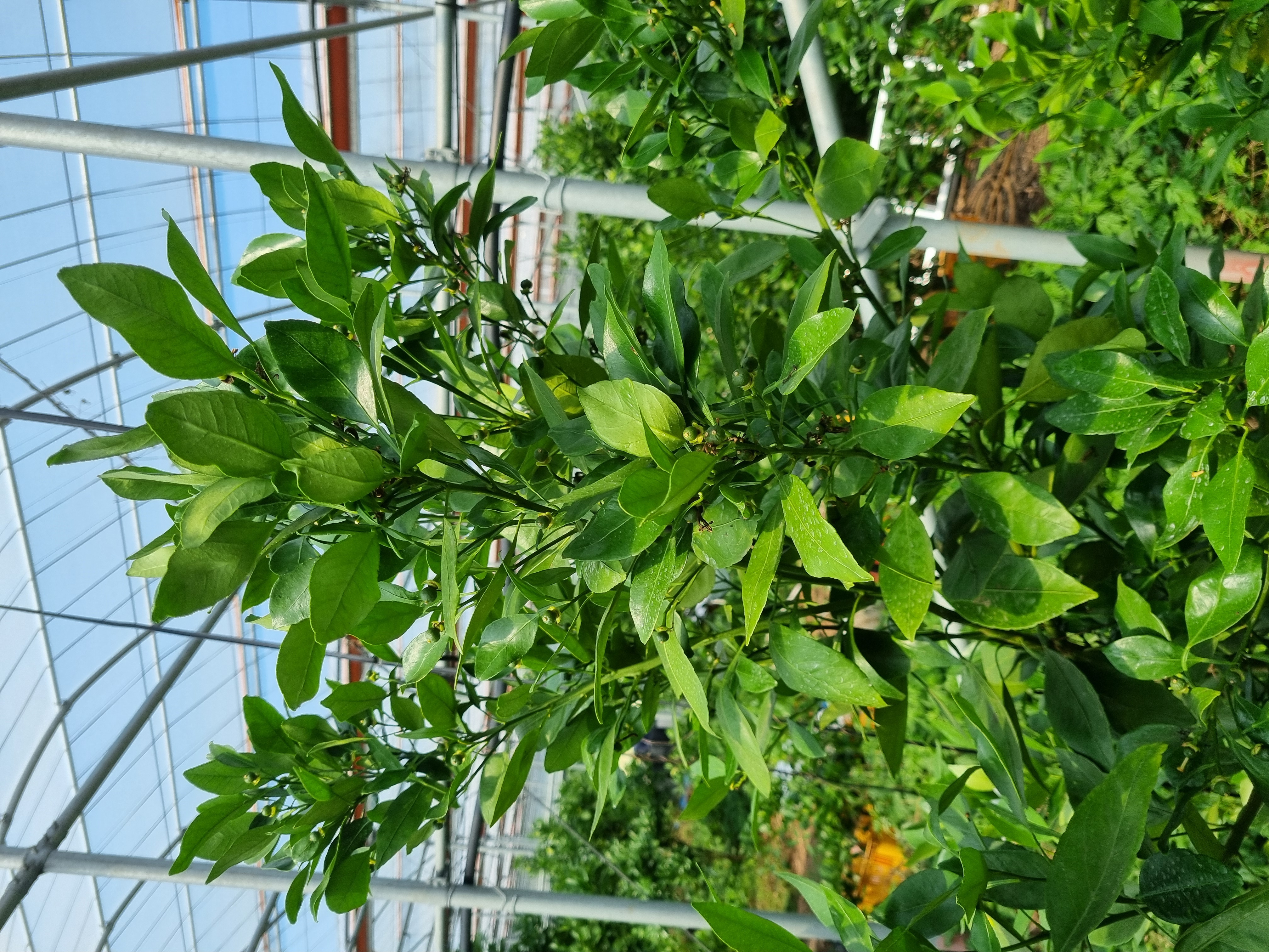 레드향 열매 솎기