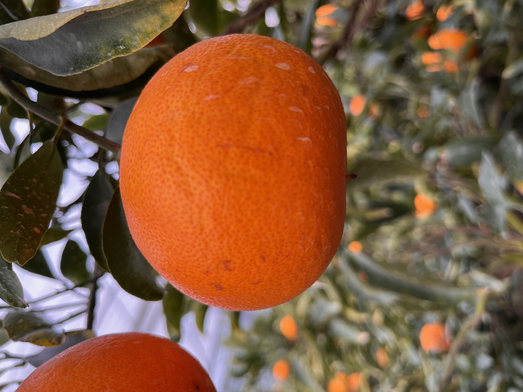 천혜향 열과 발생