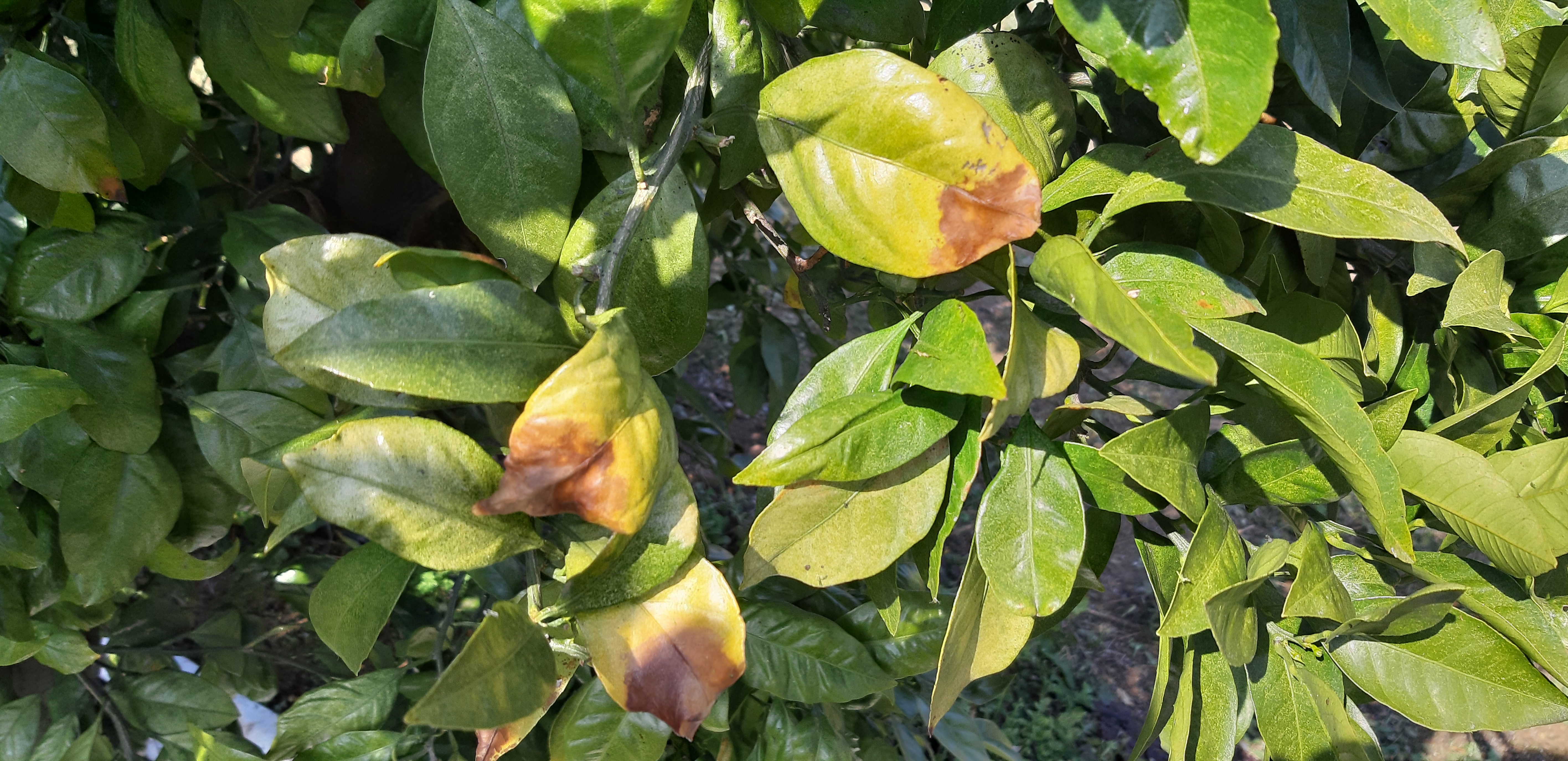 노지 귤 병해충 문의