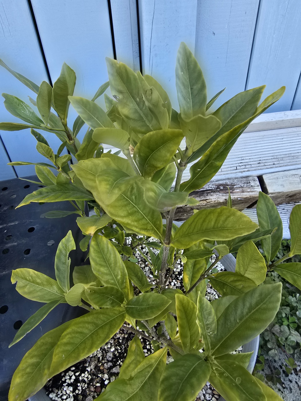 영양소 결핍 증상