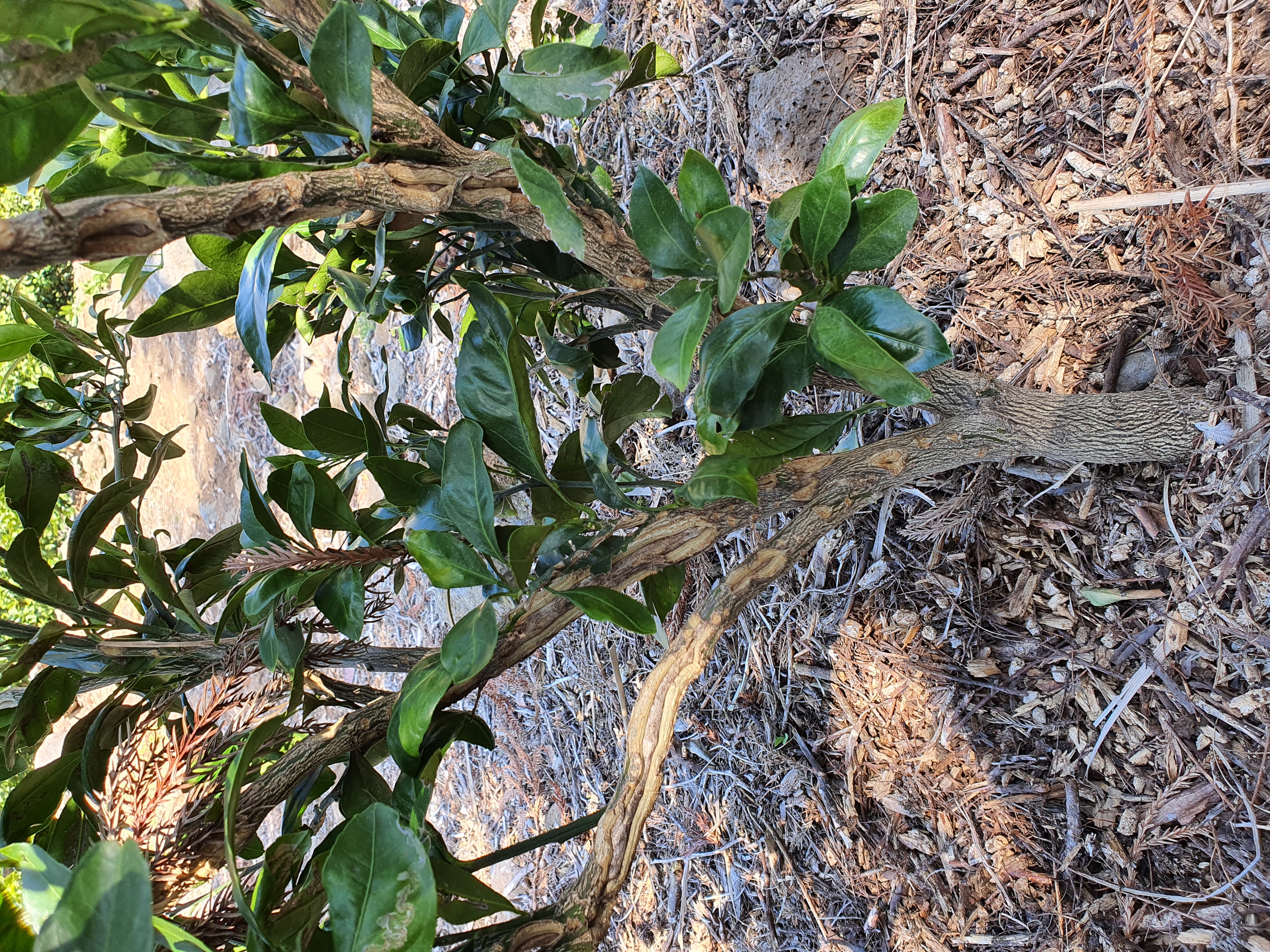 노지감귤 나무입니다