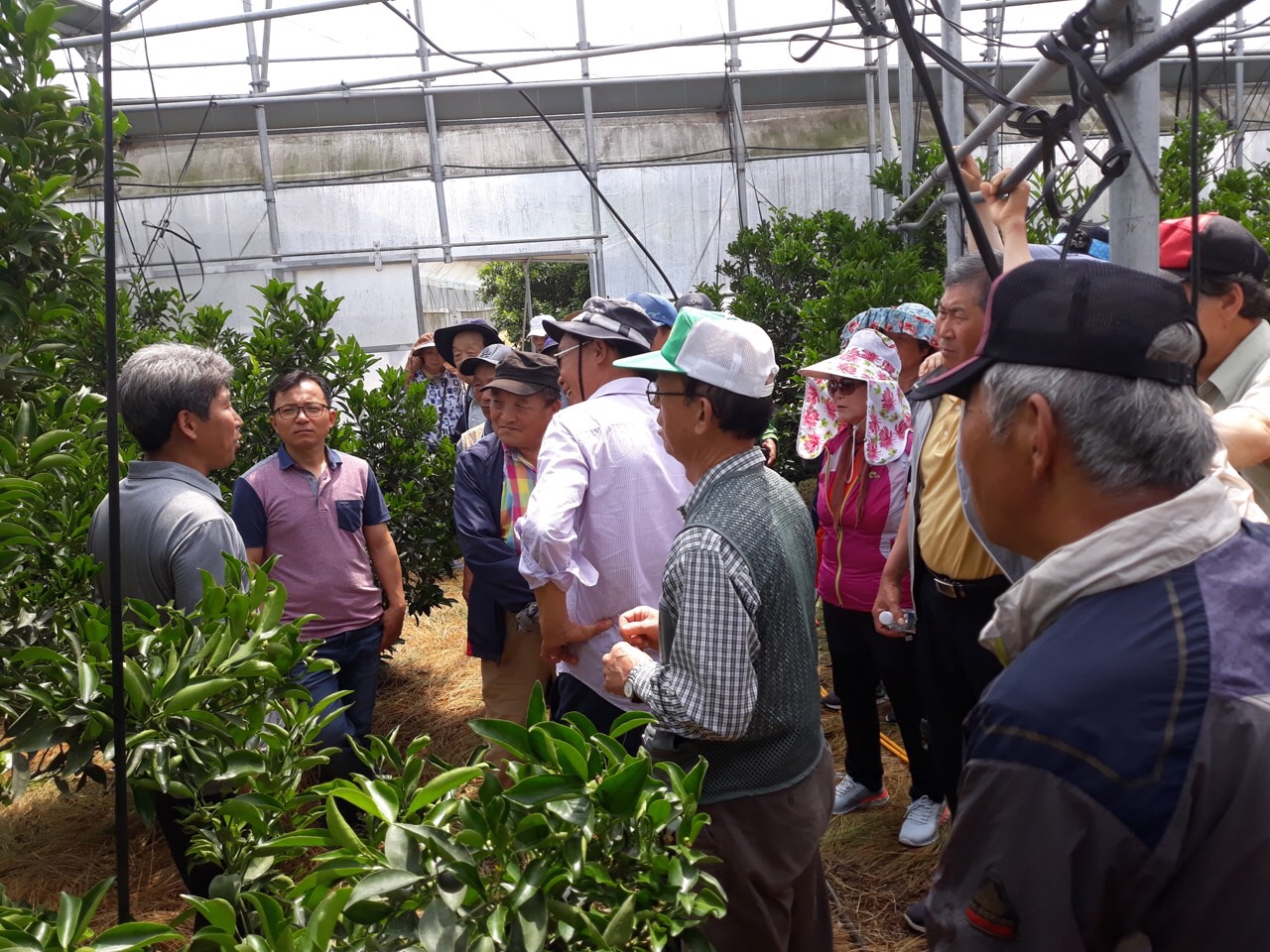감협 한림한경지점 단지 협의회 만감류 현장교육
