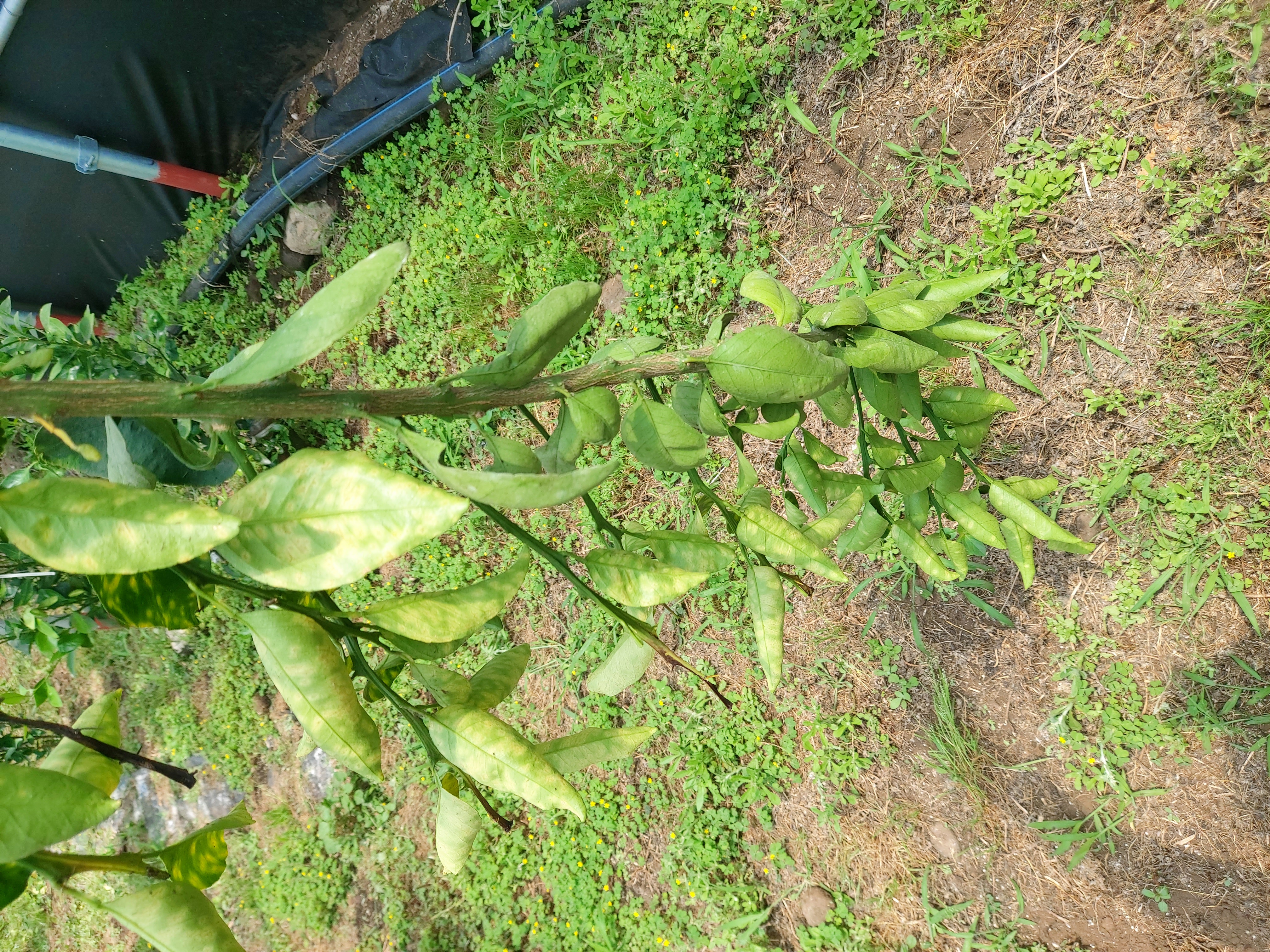 레드향 고접수 증상문의