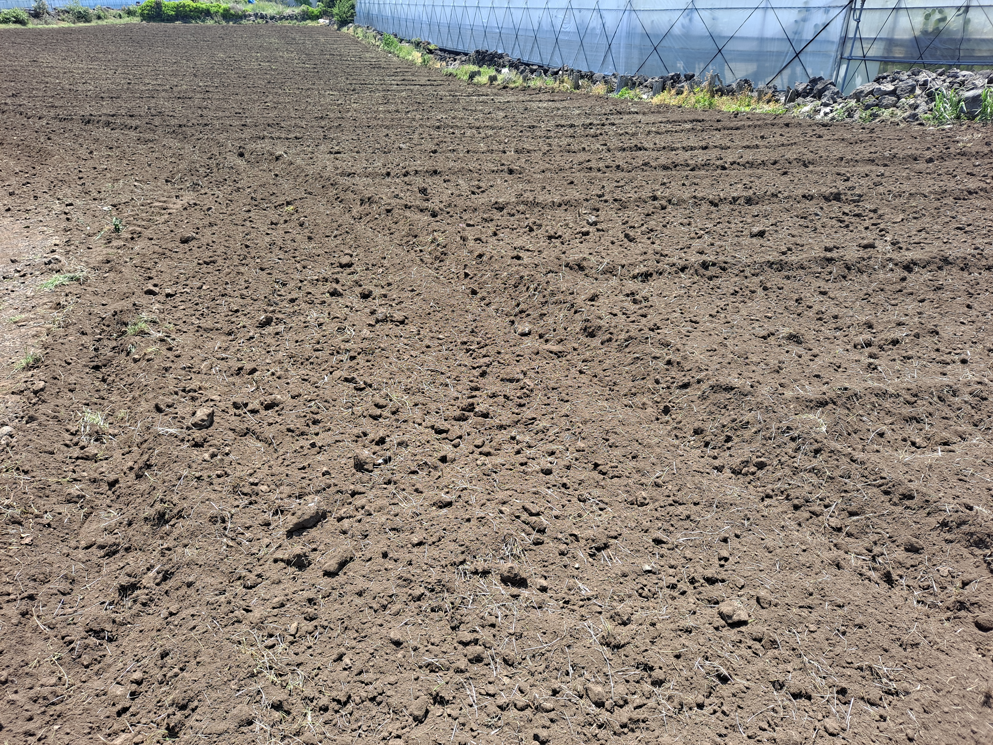 엇가리 배추 농법 문의드립니다.