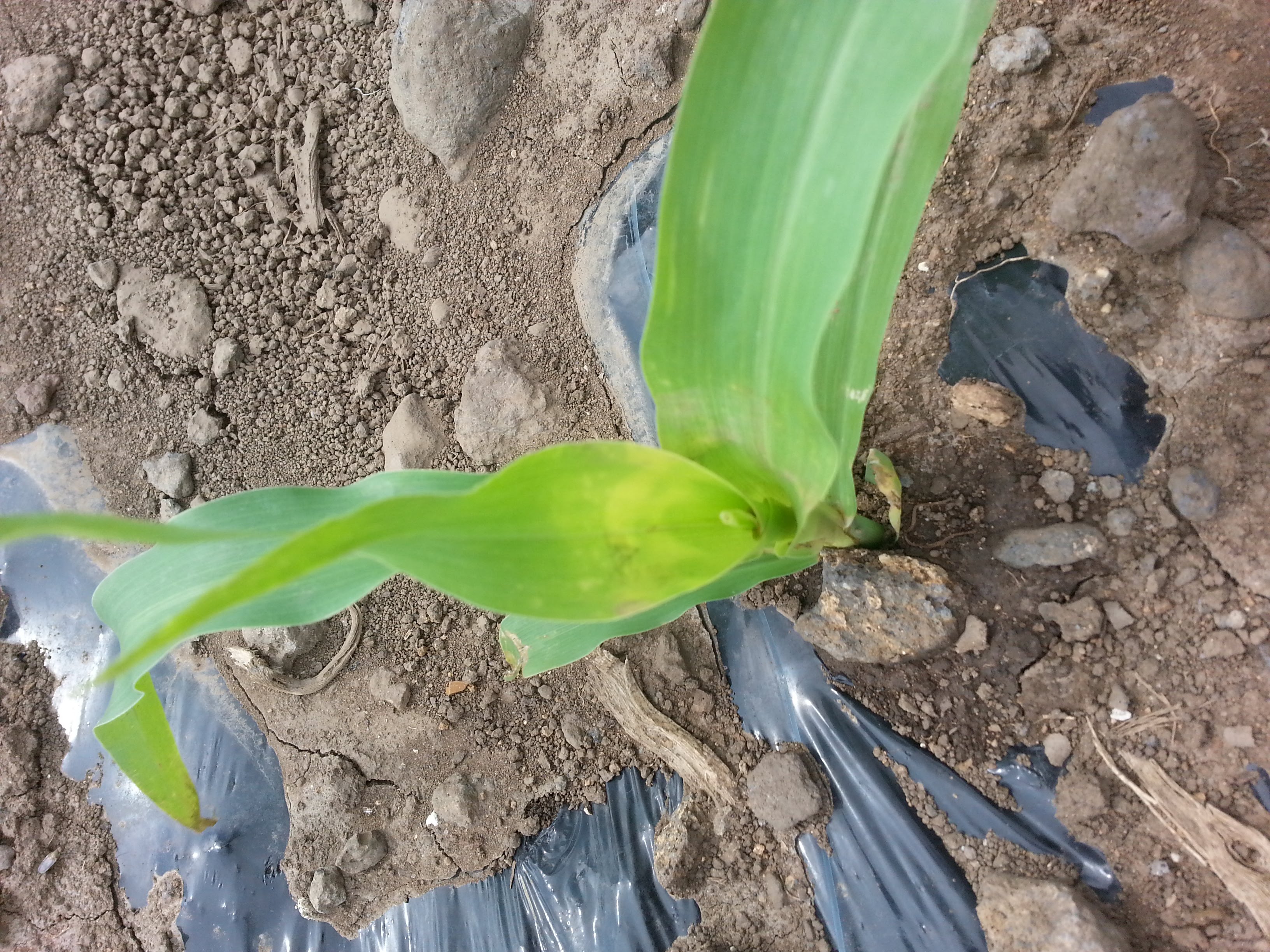 옥수수 잎이 누렇게 변합니다.