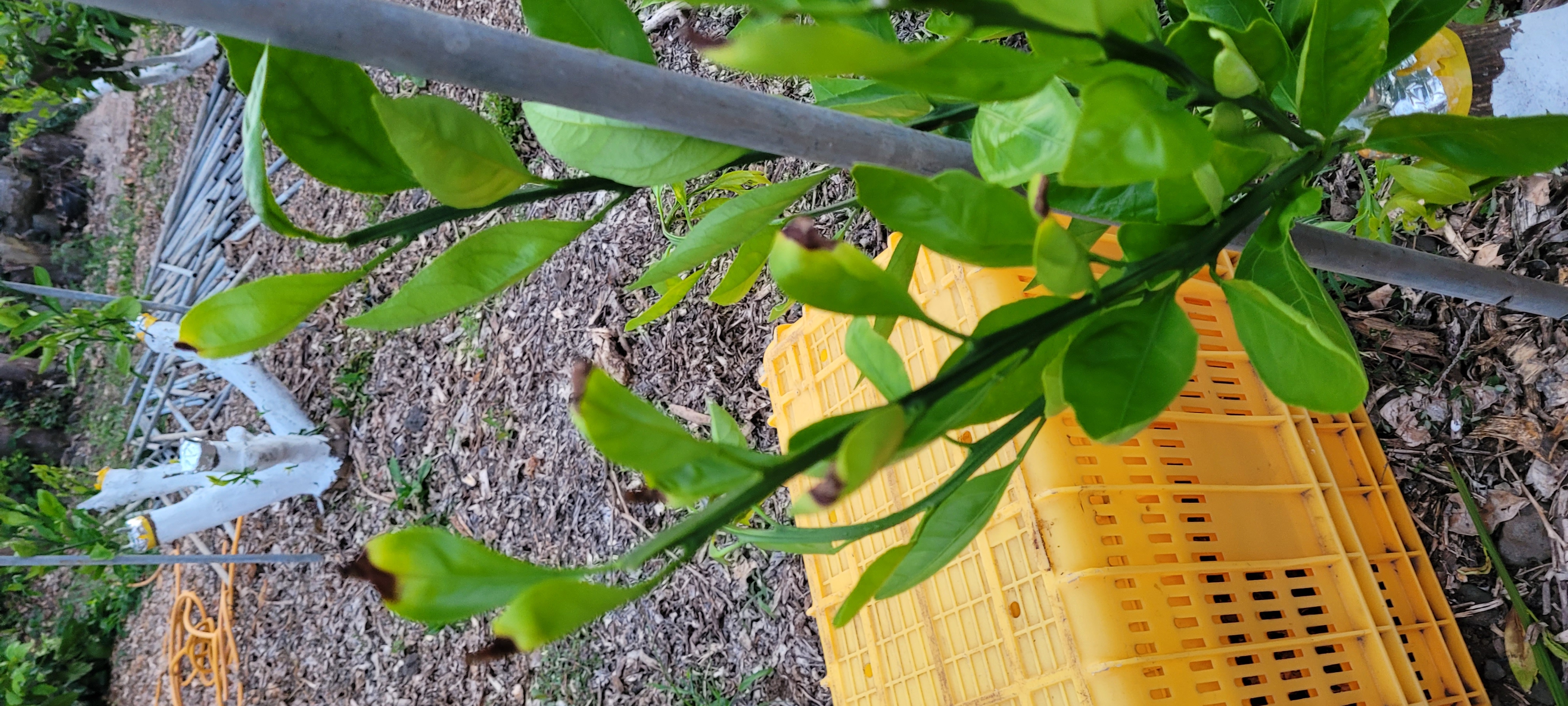 접순 새순이 검게 변하는 원인이?