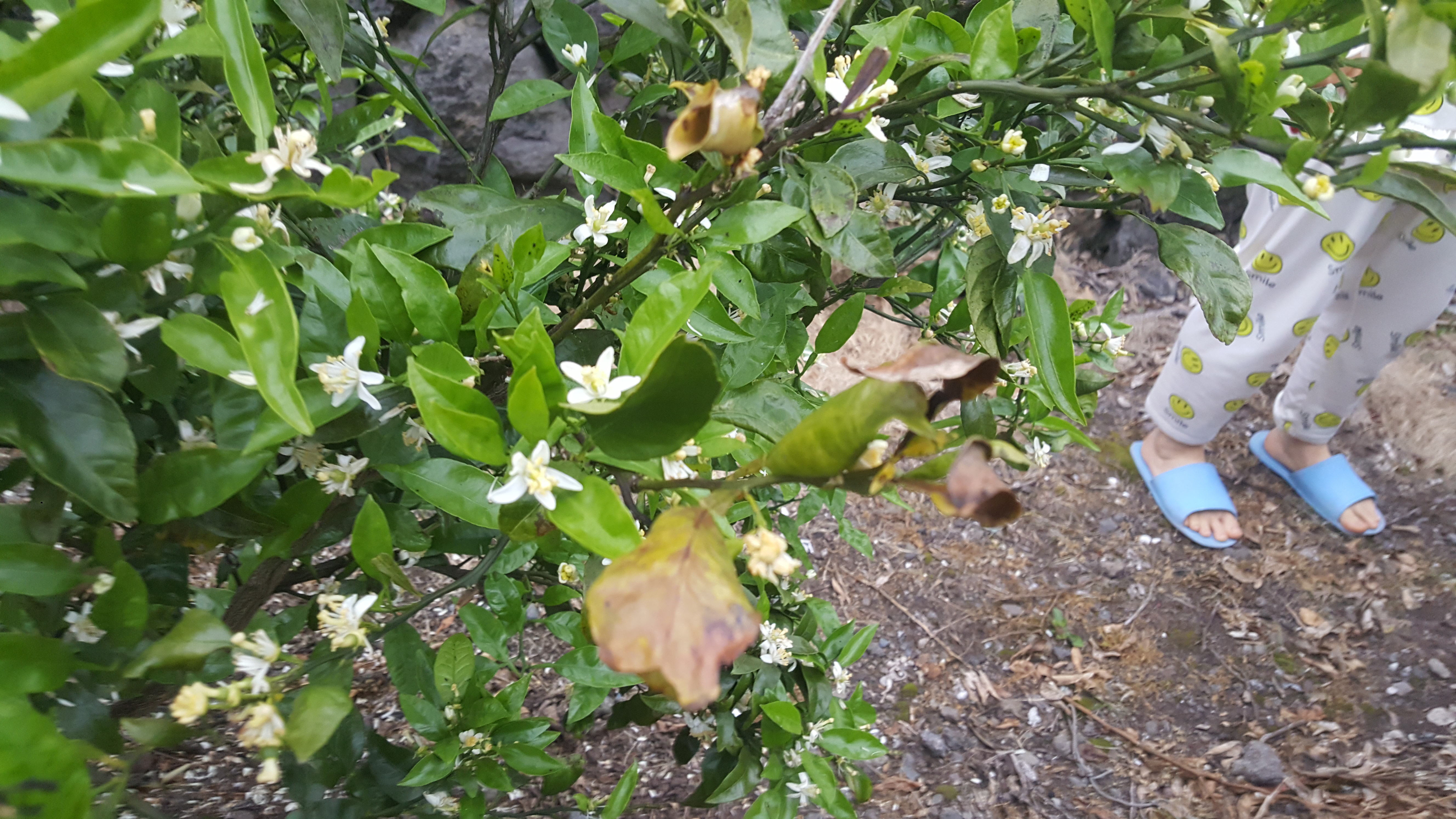 노지 한라봉 진단 부탁드립니다.