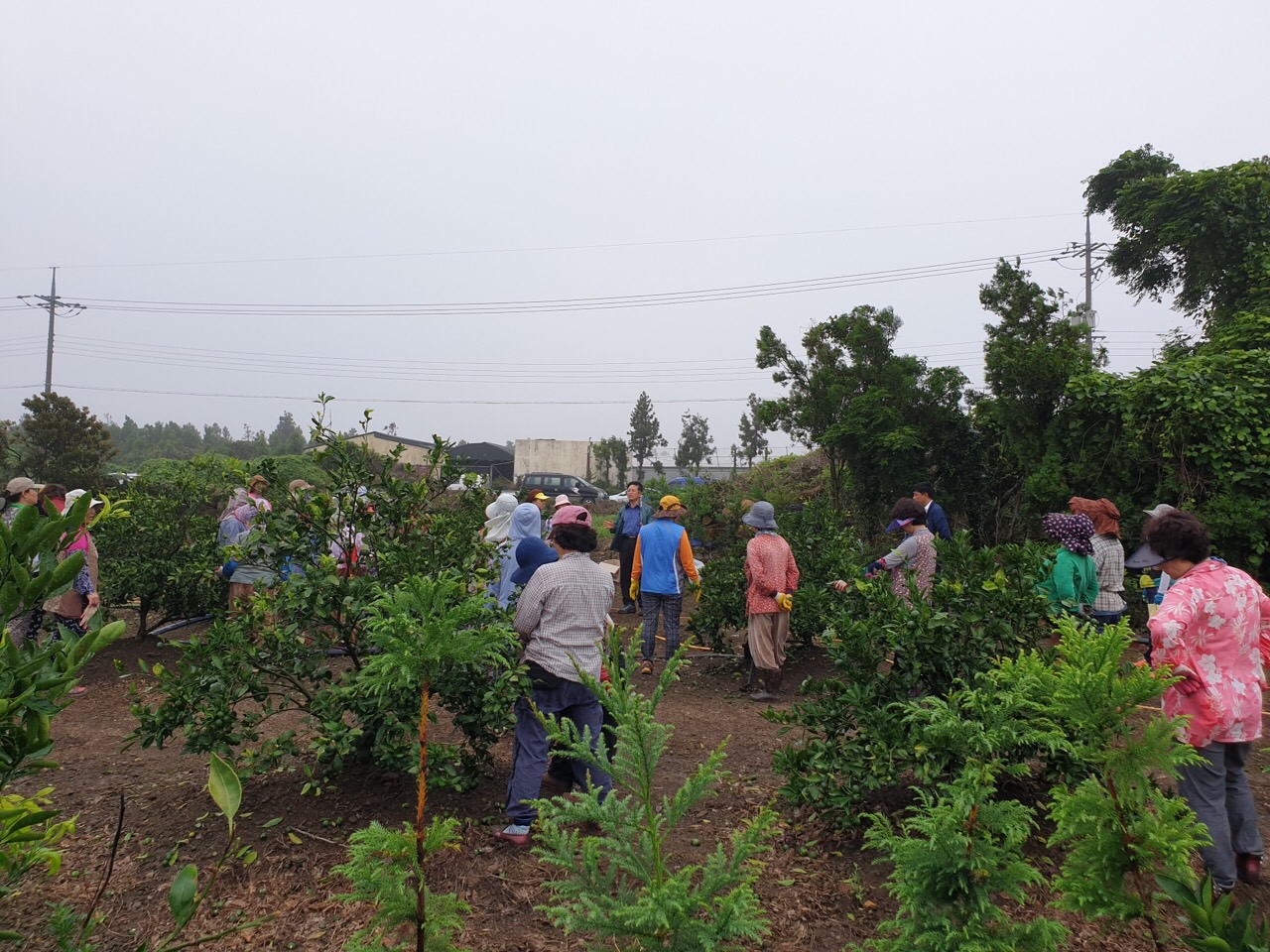 생활개선회 감귤열매솎기 봉사활동
