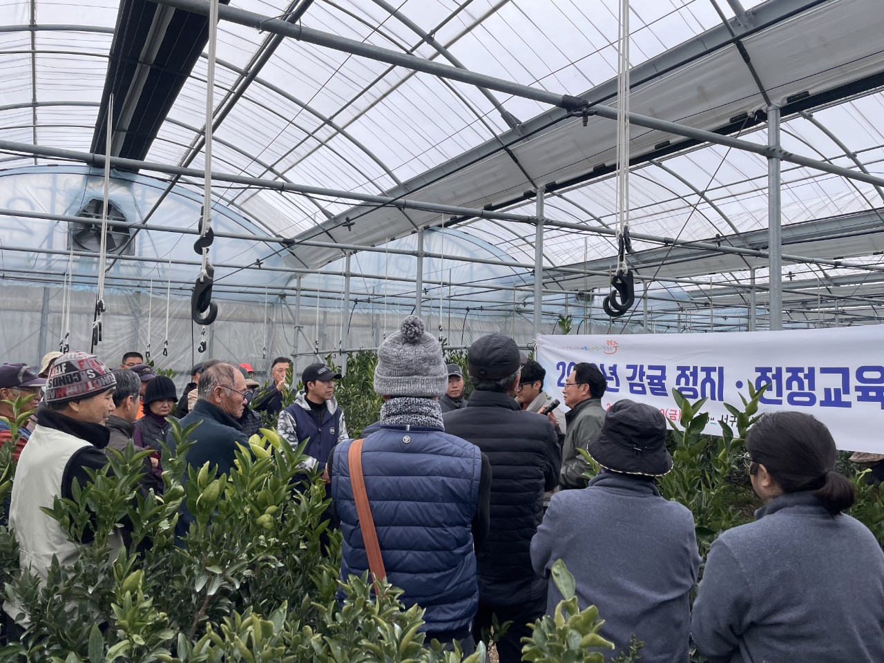 2026년 만감류 정지전정교육(효돈농협) 