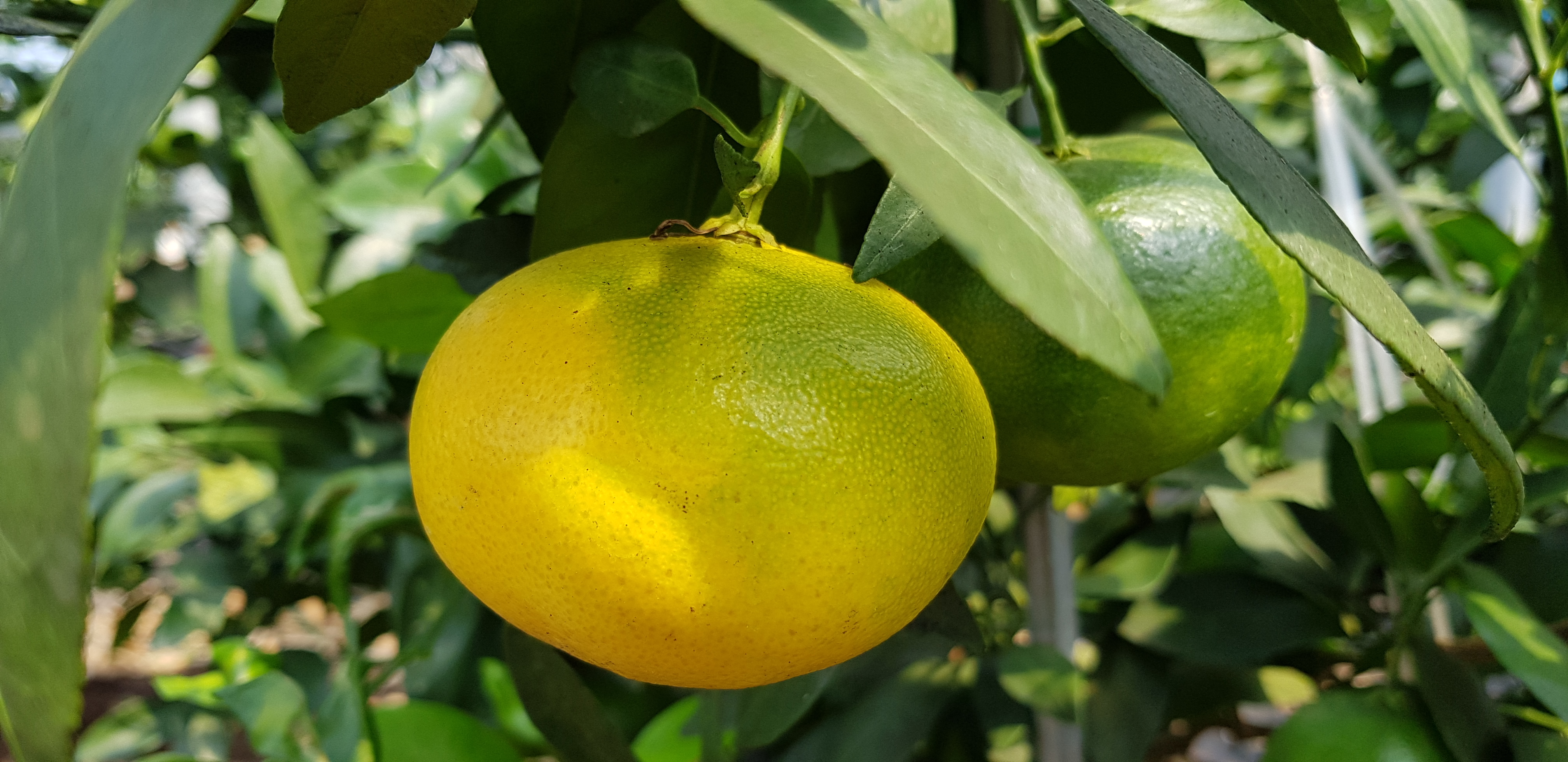 레드향 낙과 관련 문의