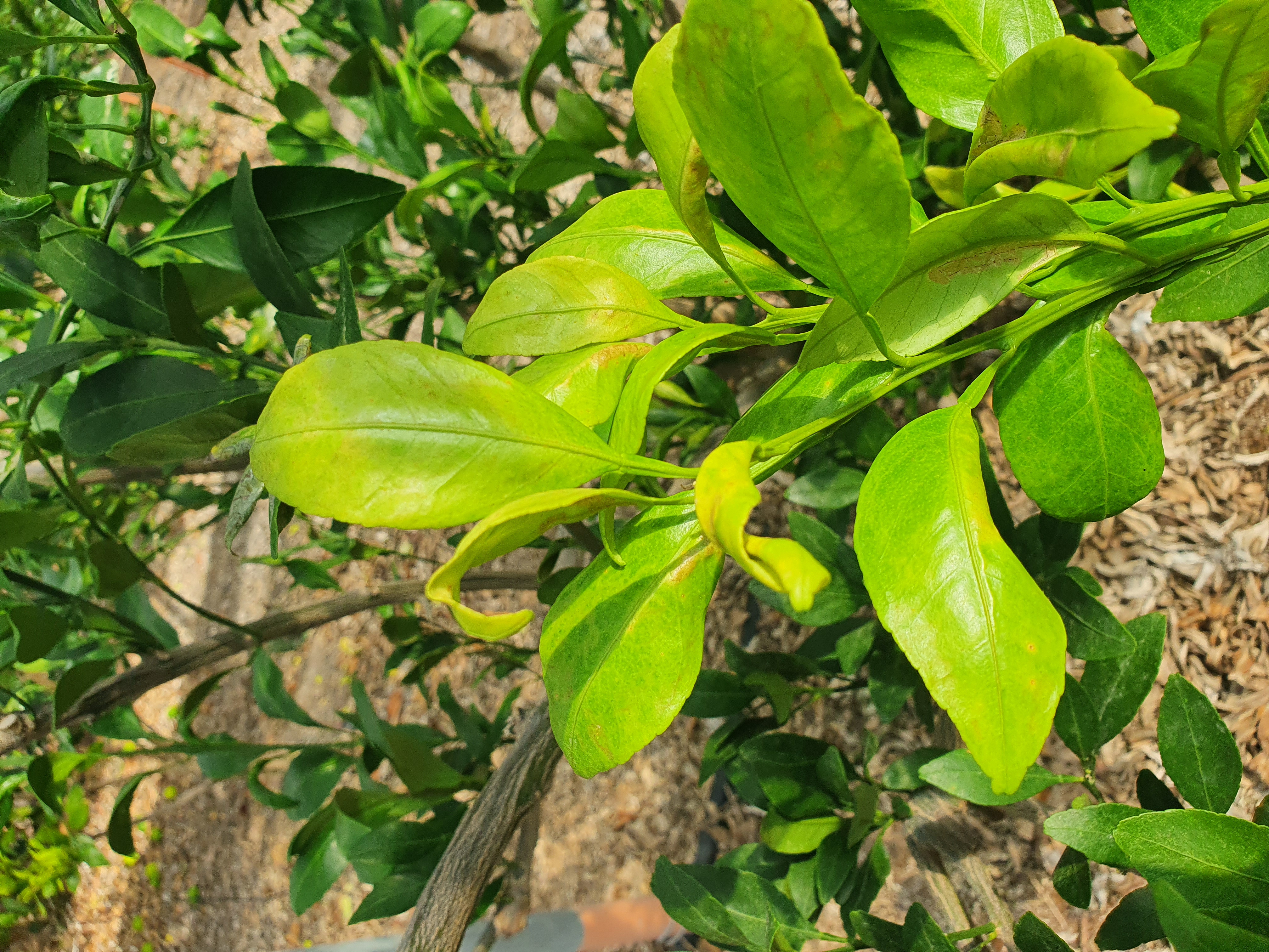 레드향 새순관련 문의