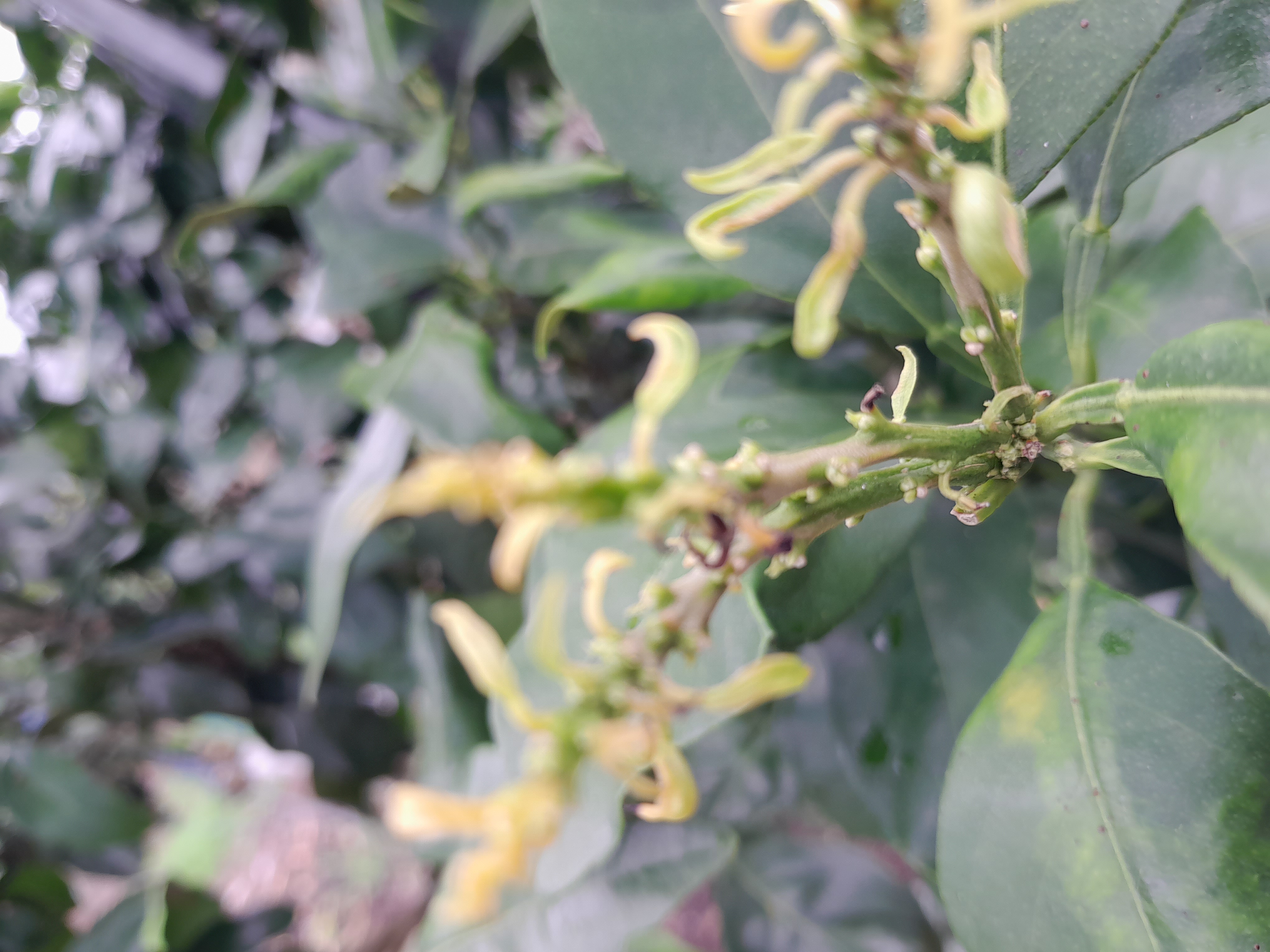 노지 황금향 잎사귀 상태