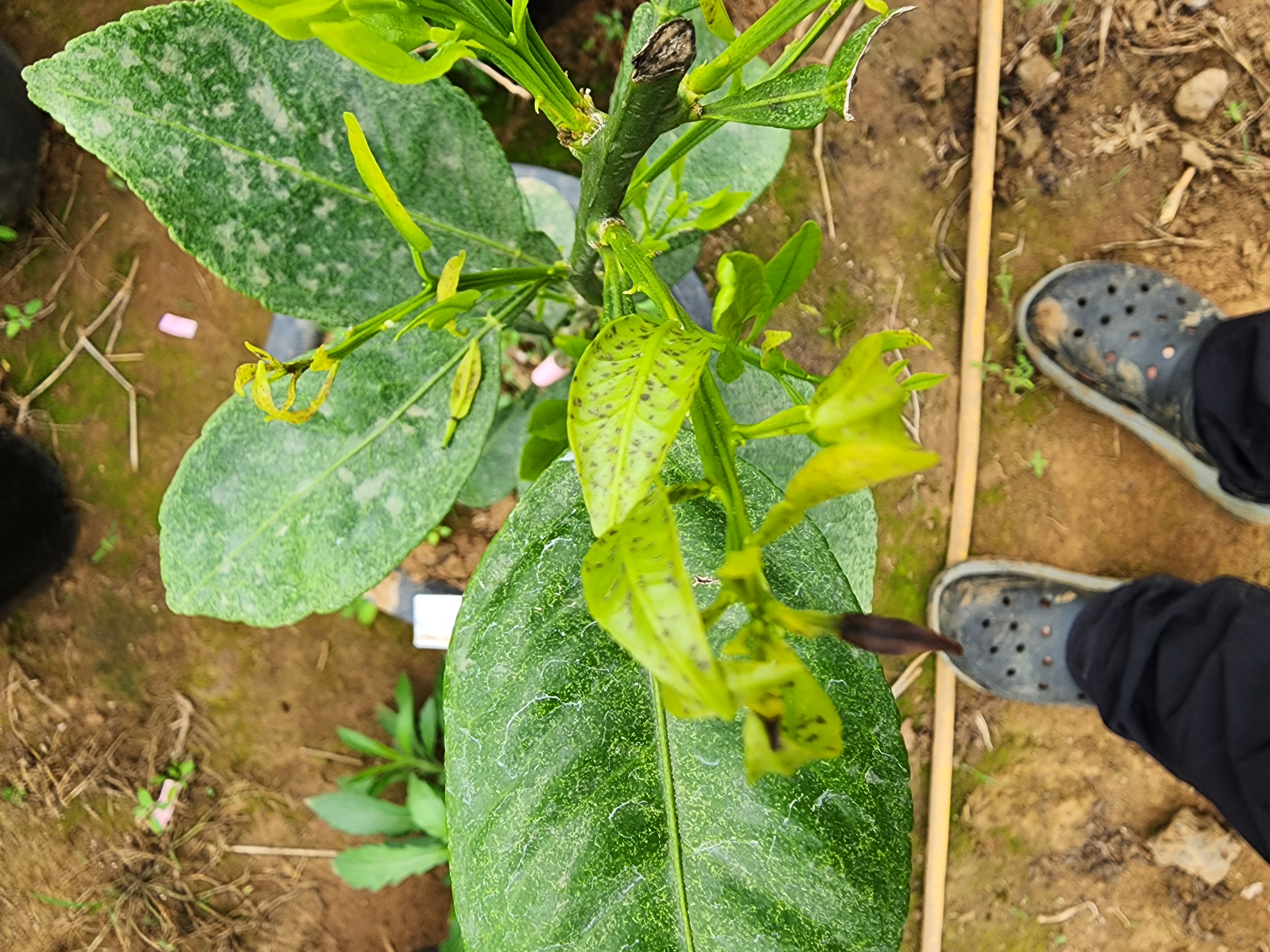 만감류 잎과 새순의 이상 현상