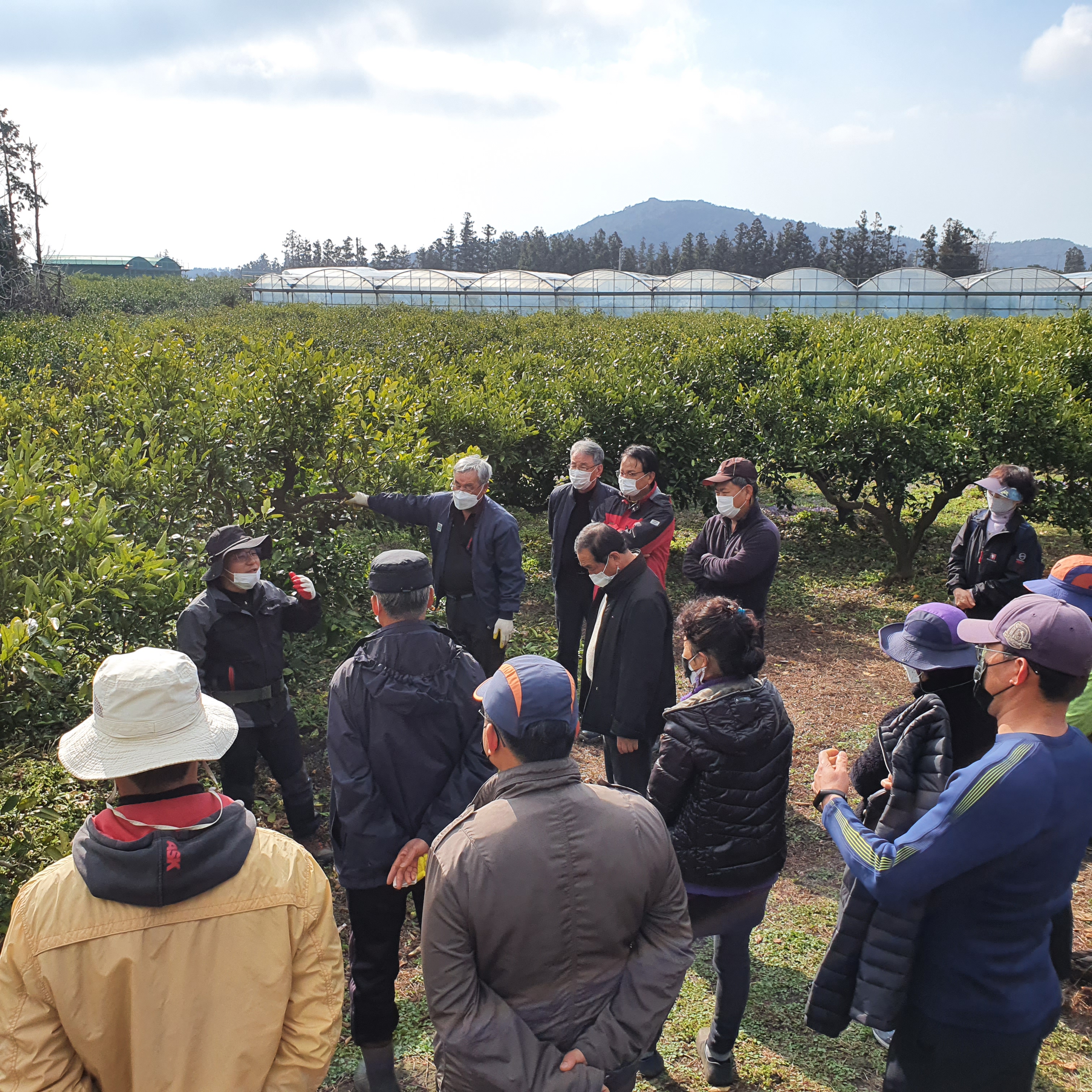 2021년 감귤 정지·전정 교육