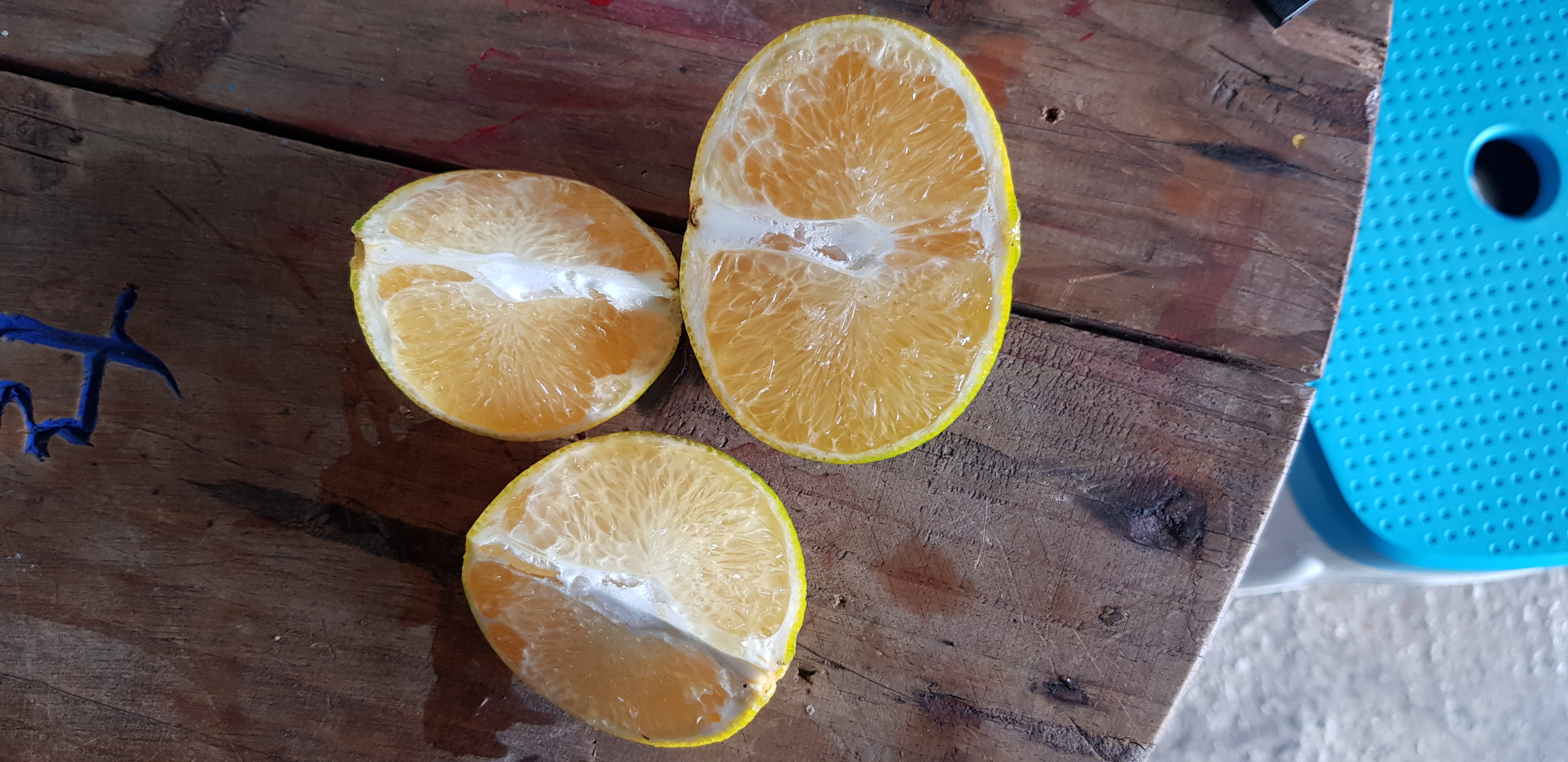 레드향 낙과 관련 문의