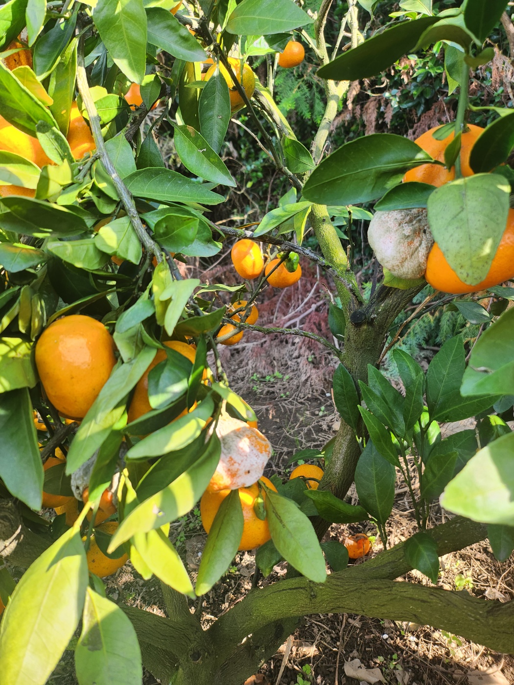 썩고 열과된 열매는 어떻게 관리하나요