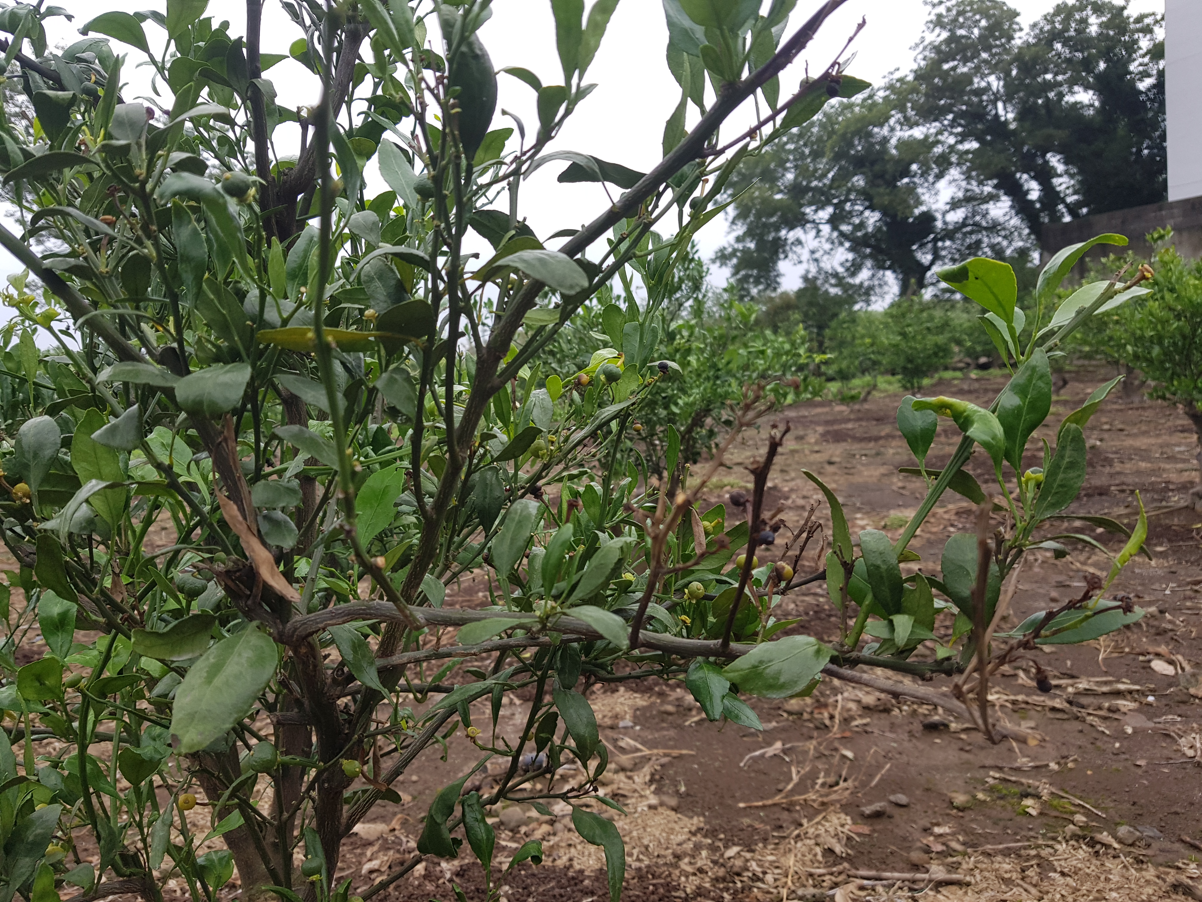 노지레드향 가지 마름