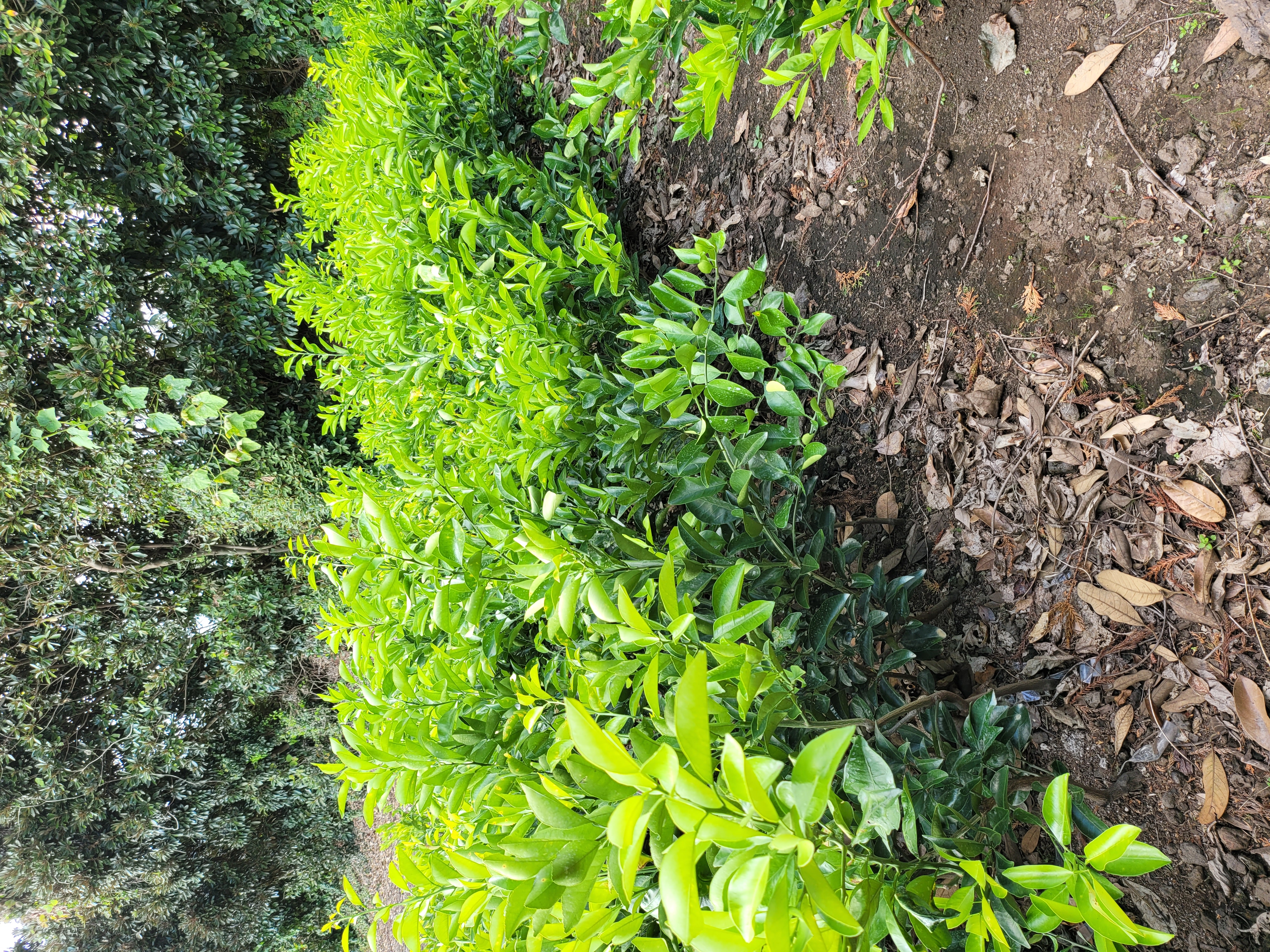 감귤 묘목 판매합니다 