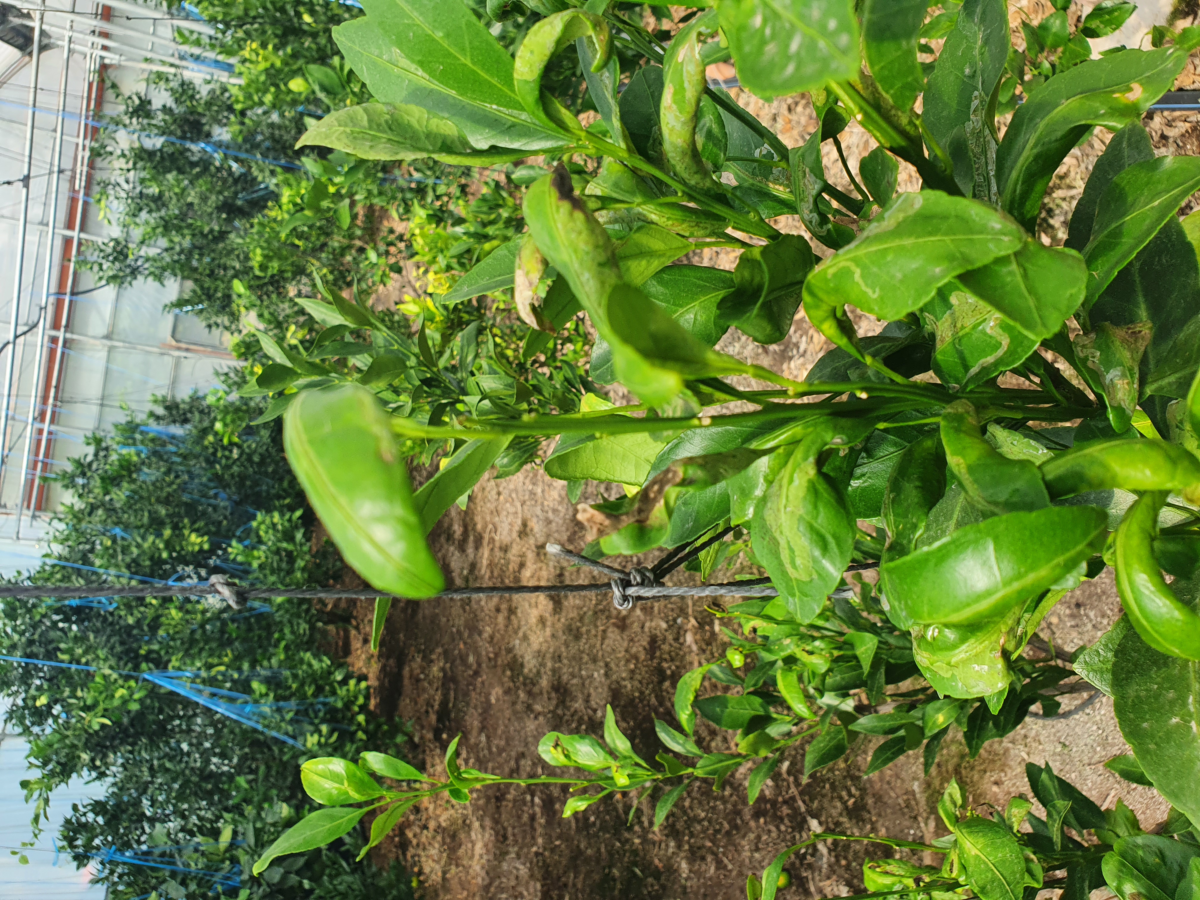 레드향 새순관련 문의