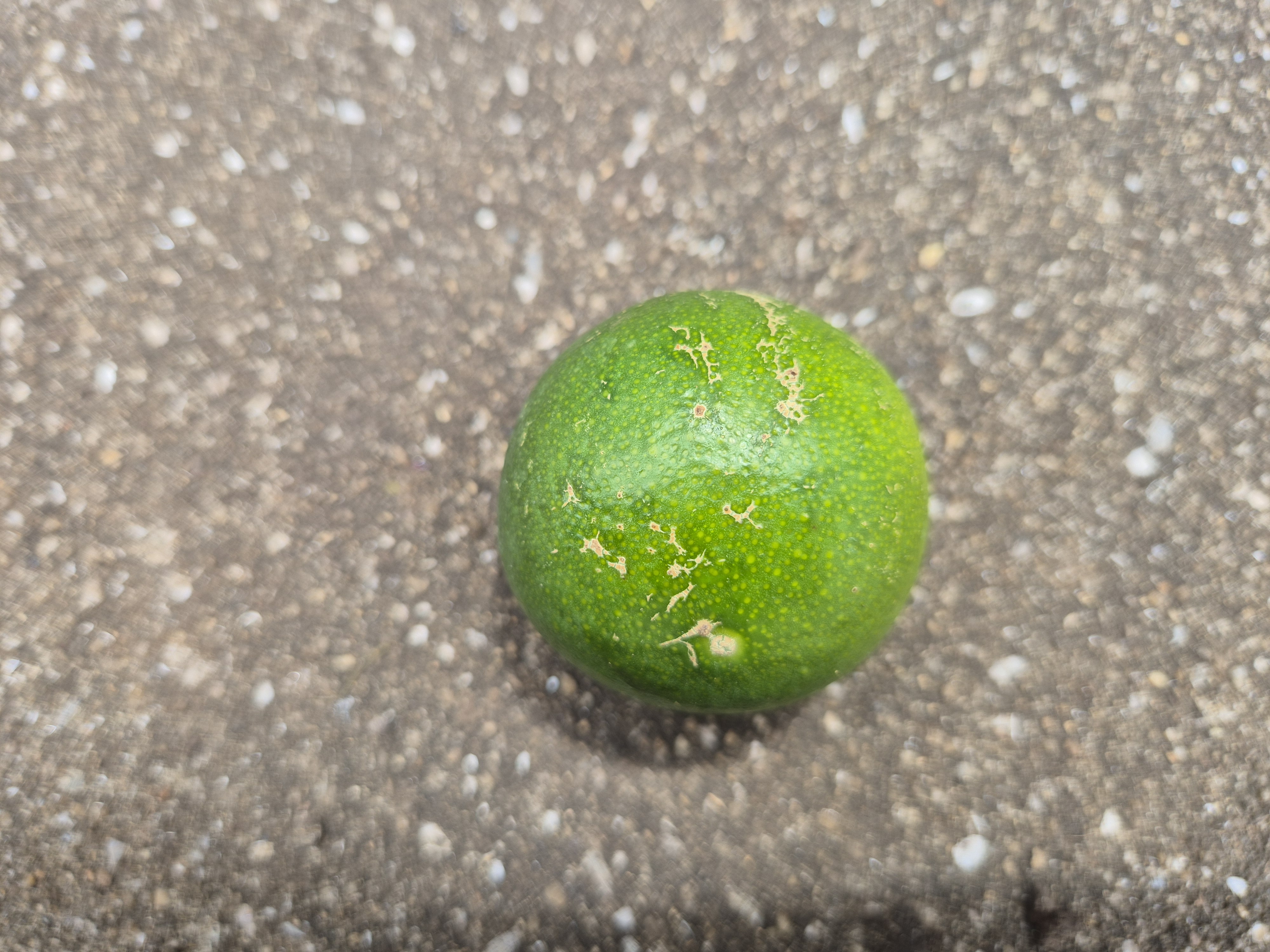 유라실생 과실문의