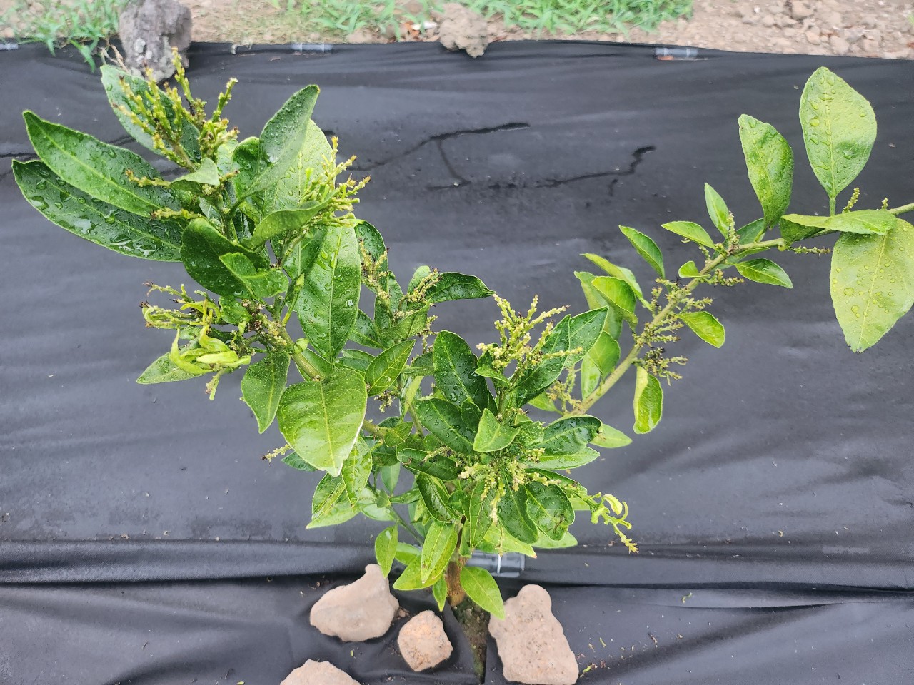 감귤 궁천 3년생 병해충 상담 문의