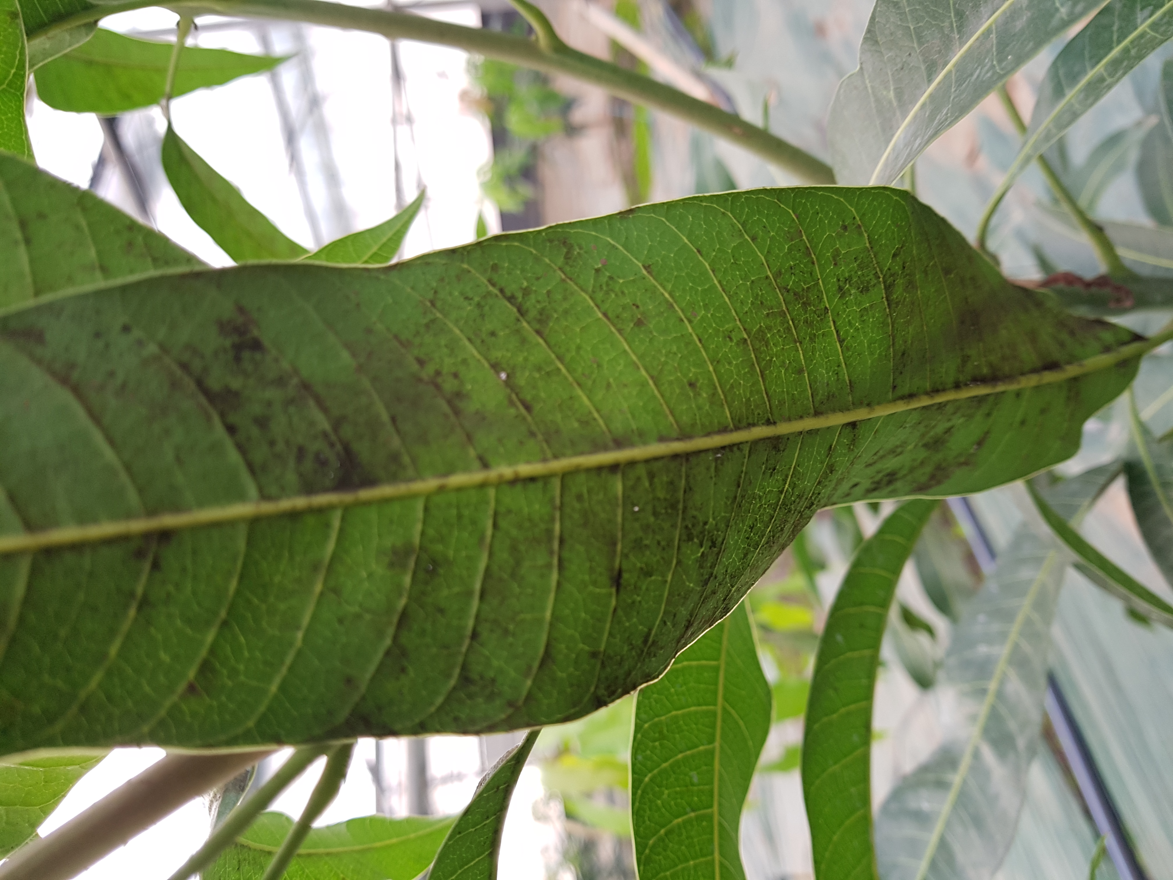 어윈망고 병해충에 대해서 문의 드려요