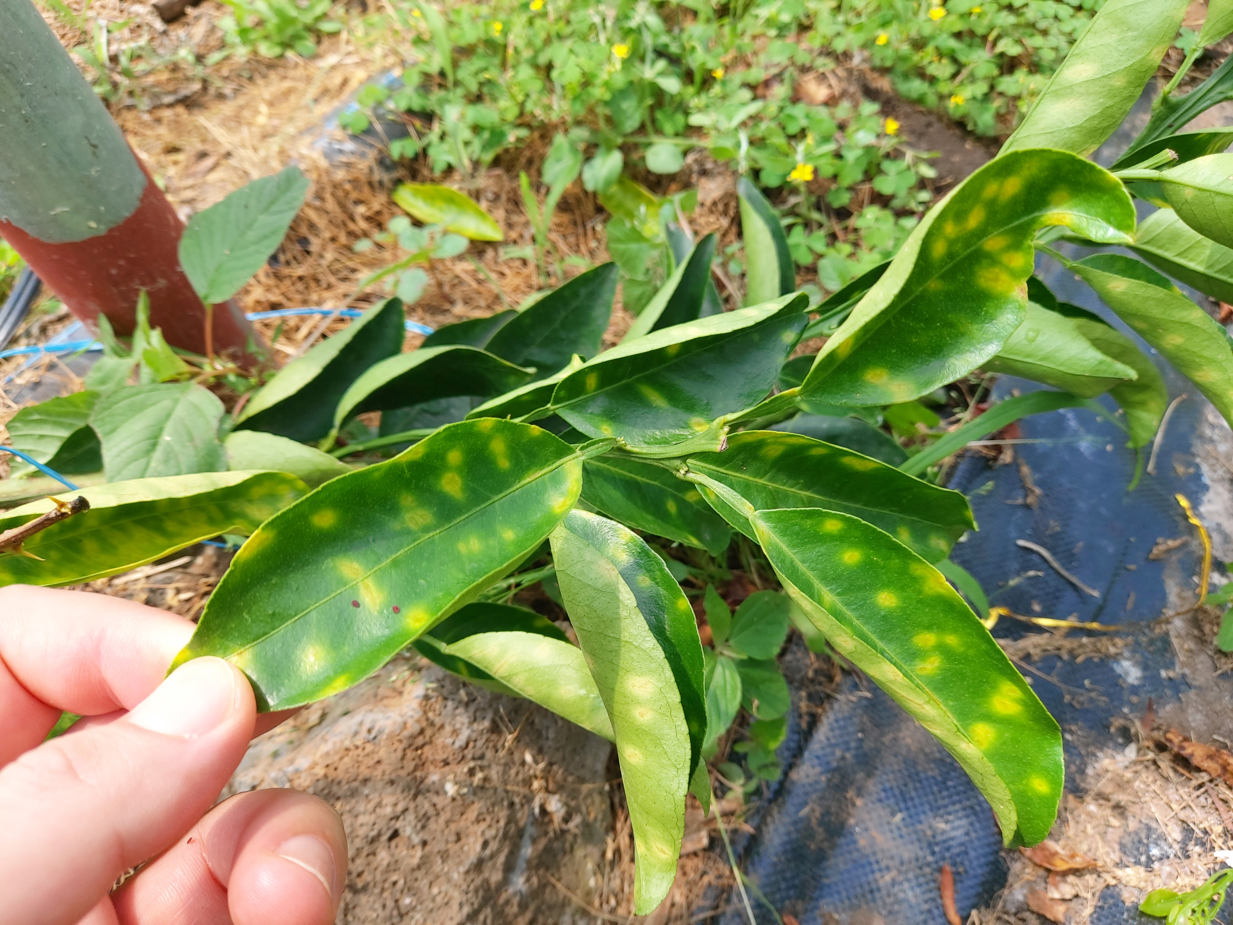 레드향 고접수 증상문의