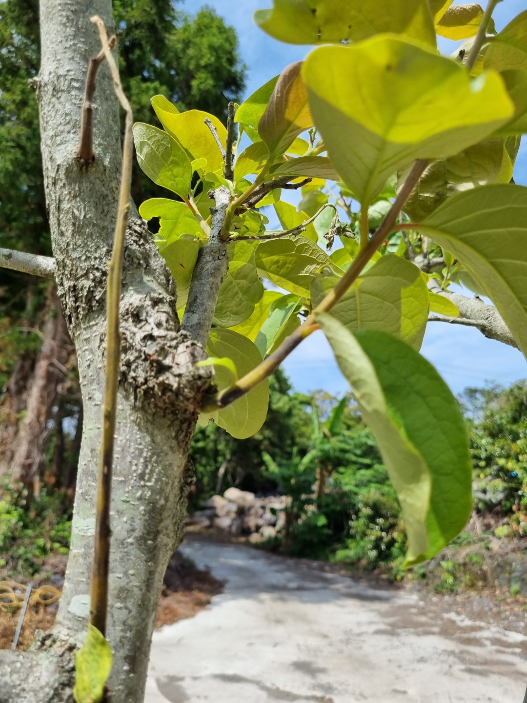 감나무 가지에 보이는 것이 병인가요?