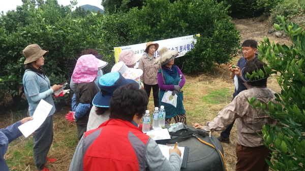 170830 생활개선 안덕면회 열매솎기 봉사활동