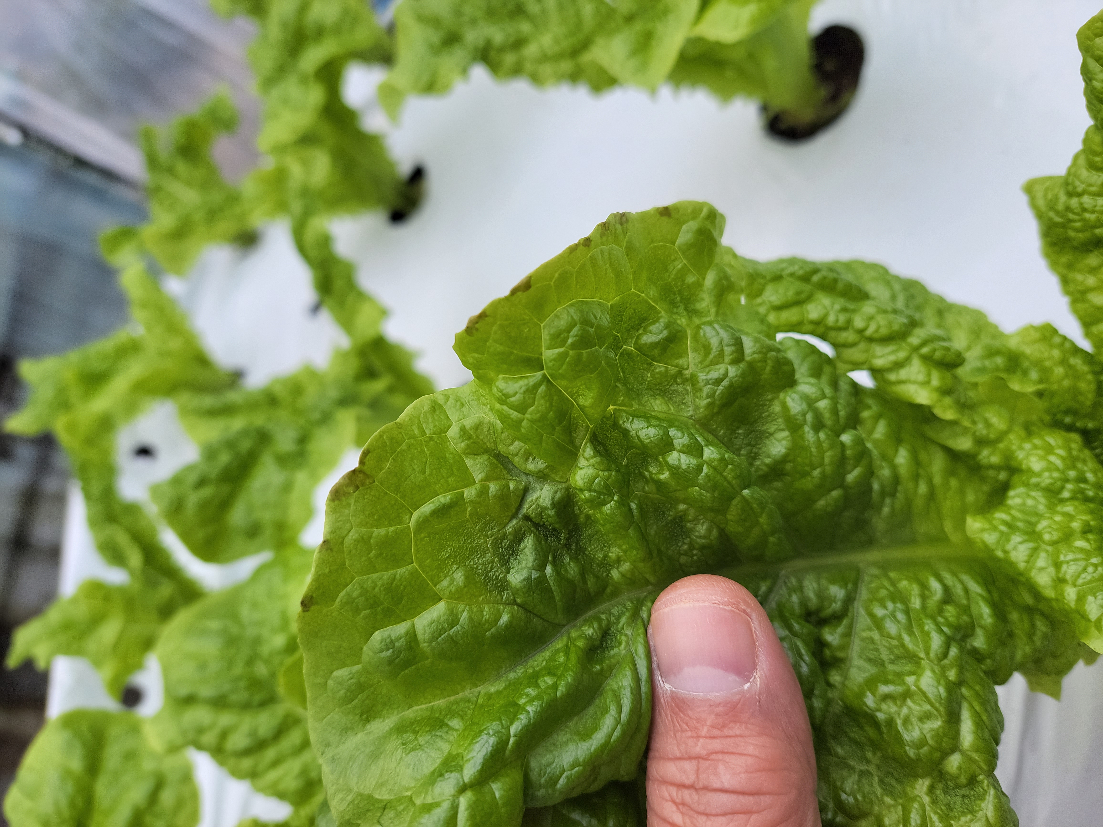 상추잎 이상증세에 대해서 문의드립니다