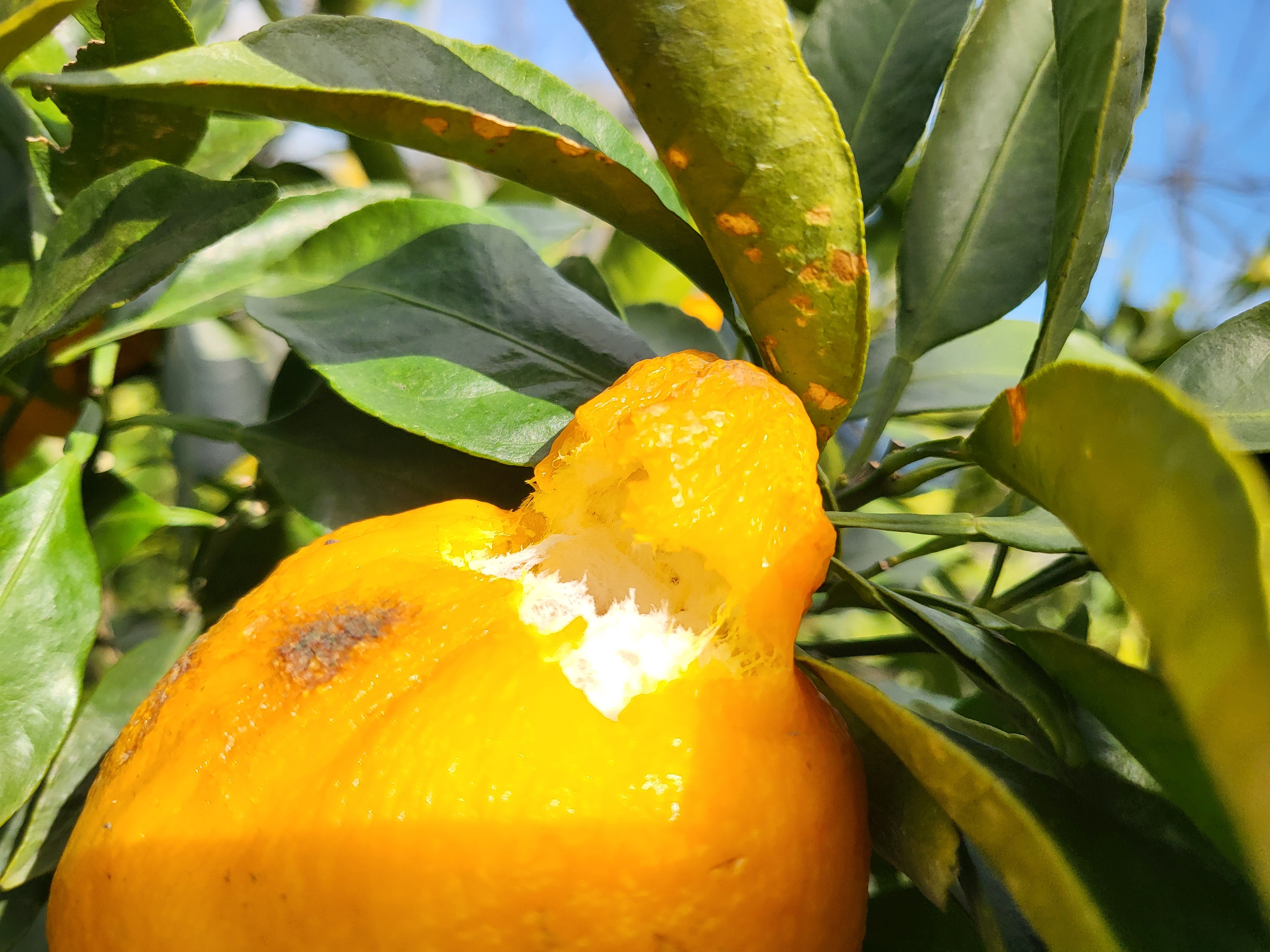 노지한라봉 꼭지