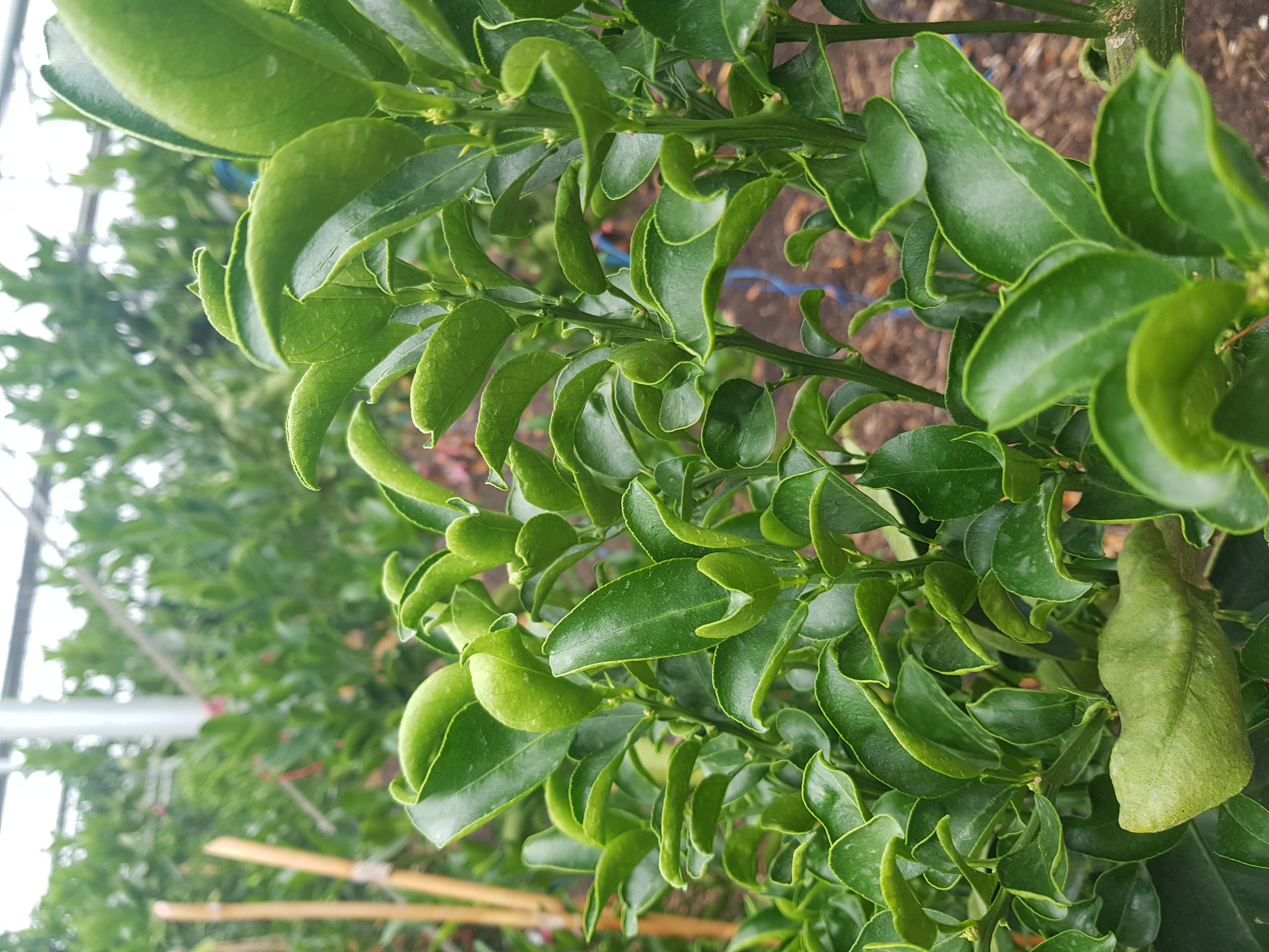 천혜향병충해문의