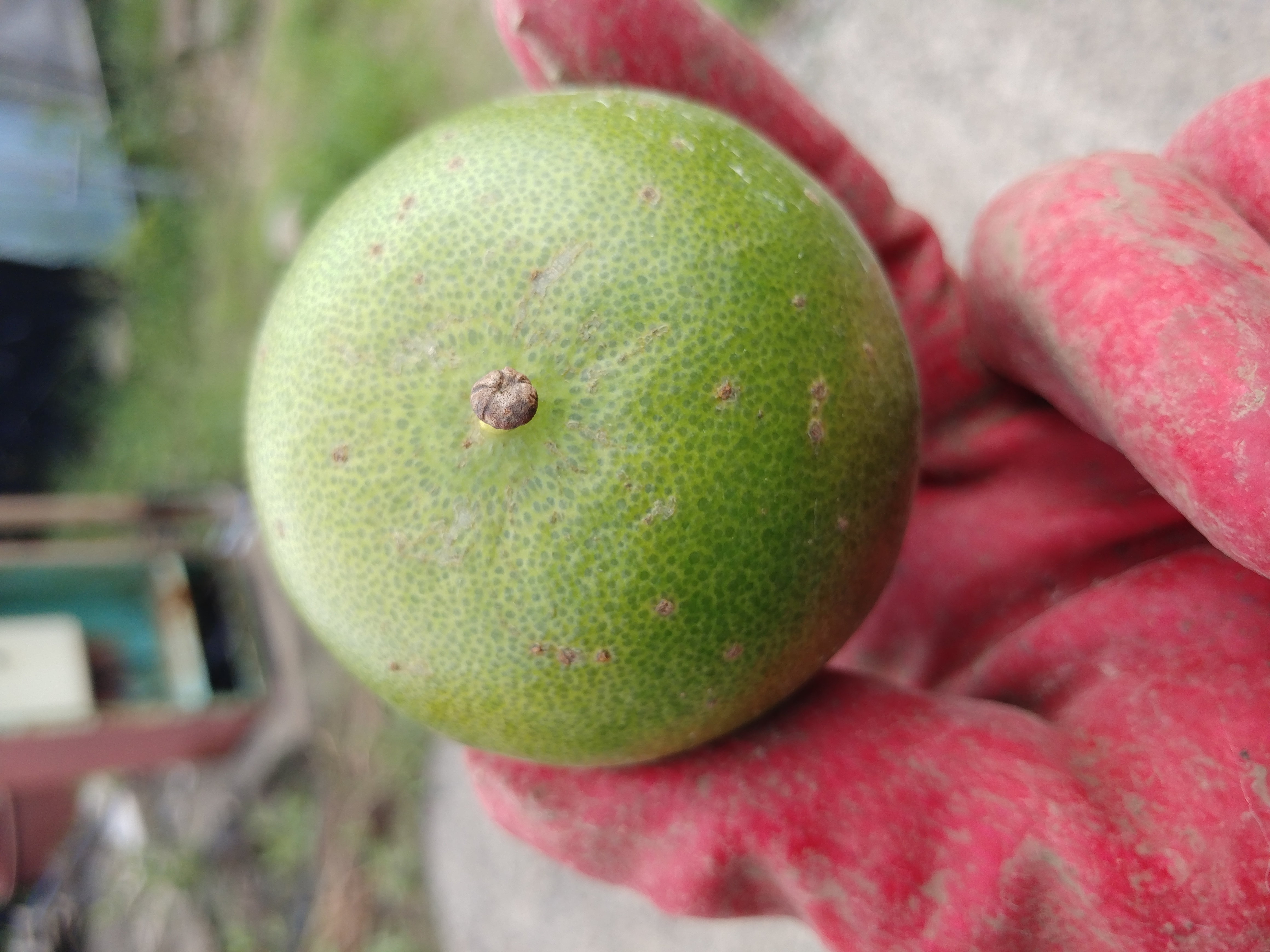 천혜향 병해충 관련